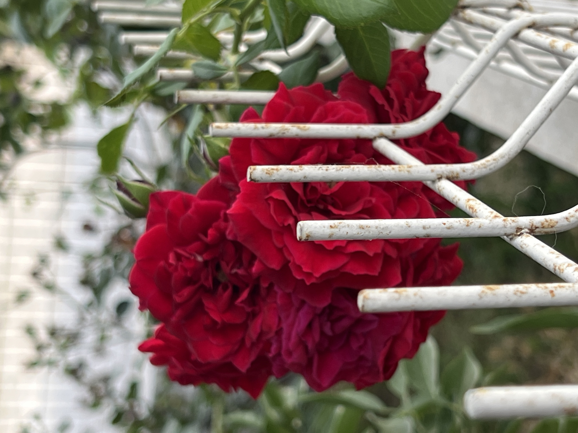A close-up, outdoor shot features a cluster of deep red roses in full bloom, with their velvety petals tightly packed. The roses are positioned in the foreground, partially obscured by a weathered white metal fence that runs diagonally across the lower half of the image. The fence is composed of several thin, vertical posts and curved horizontal elements, with visible signs of rust and wear. Behind the roses and fence, a blurred background shows green foliage and hints of a white structure, possibly a building or another fence. The lighting suggests it is daytime, with soft illumination. The scene is likely a garden or outdoor area in Antalya, Turkey, given the prevalence of roses and the general aesthetic. There are no people or animals visible in the frame.