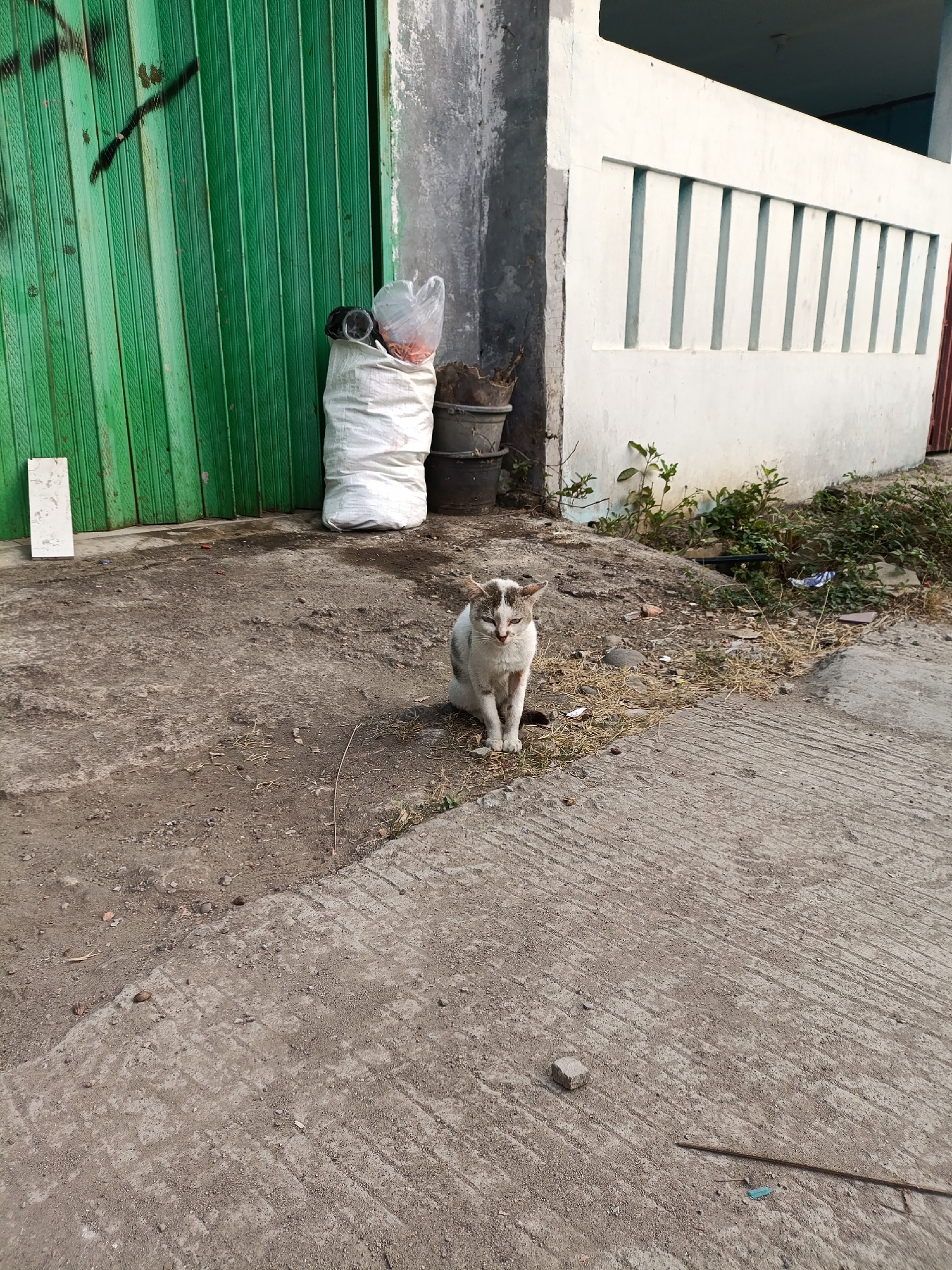 A lean, white and grey cat with closed eyes is sitting on a rough concrete surface near a green corrugated metal door. To the left of the door is a white rectangular object. Behind the cat, to the right, is a white building with a row of vertical slits. There are some small green plants growing near the base of the building and several pieces of debris are scattered on the ground. The scene appears to be an outdoor area in the city of Cariu, Indonesia.