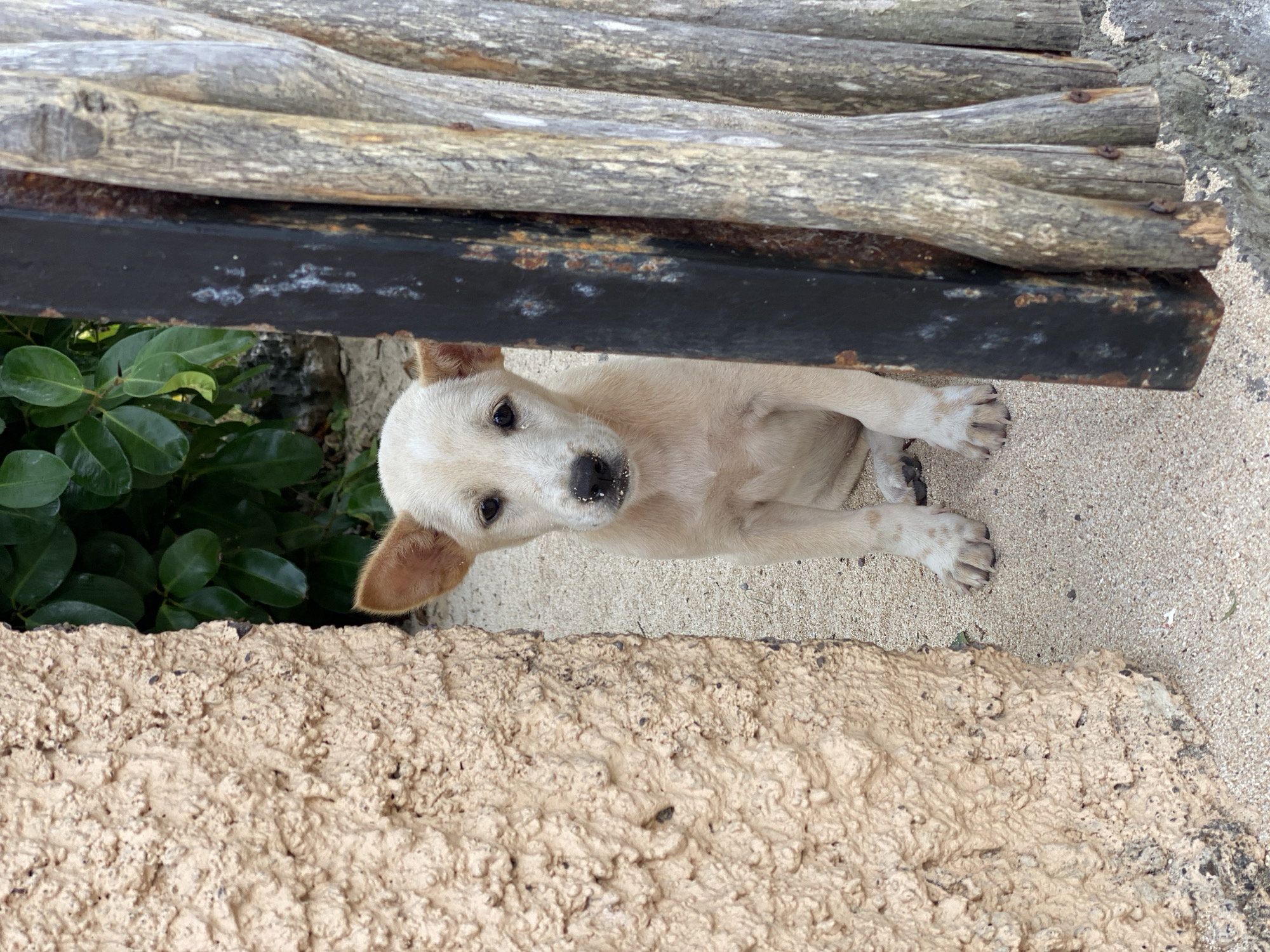 An adorable puppy with light-colored fur and brown-tipped ears sits on sandy ground, peeking through a gap in a weathered, textured beige wall and a rustic wooden fence with black metal accents. The puppy's face is turned towards the viewer, its dark eyes attentive, and its nose dusted with sand. Green foliage is visible in the background. The scene appears to be outdoors, possibly in a coastal area given the sand. The photograph captures a moment of curiosity and vulnerability from the young dog.