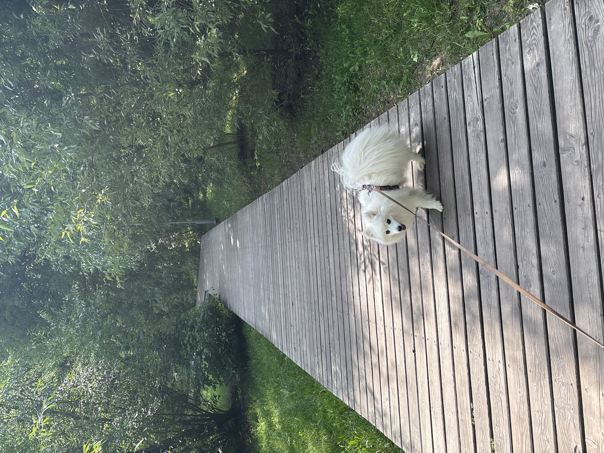 A fluffy white dog, possibly an American Eskimo dog, is on a leash and walking on a wooden boardwalk. The boardwalk curves to the left and extends into a park-like setting with lush green trees and grass on either side. The dog is facing the camera with its tongue slightly out. The lighting suggests it is daytime, likely a sunny day, with shadows cast on the boardwalk. The scene appears peaceful and idyllic.