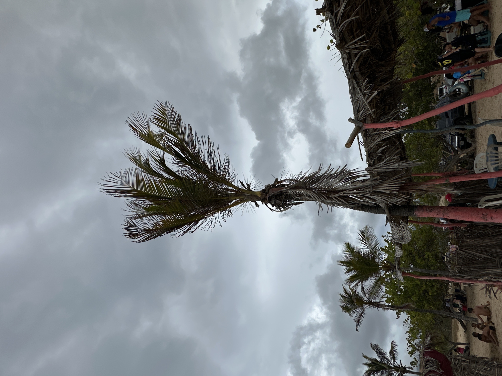 The image depicts a cloudy day at a beach in Altagracia, Venezuela. In the foreground, a large palm tree with dry fronds is prominently featured, leaning to the right. To the right of the palm tree is a thatched-roof structure supported by red-painted posts. Several people are visible in the midground and background, some sitting on the sandy beach, others gathered under or near the thatched structure. Palm trees and green foliage are visible behind the structures. In the background, several vehicles are parked. The overall impression is a casual gathering at a beachside location.