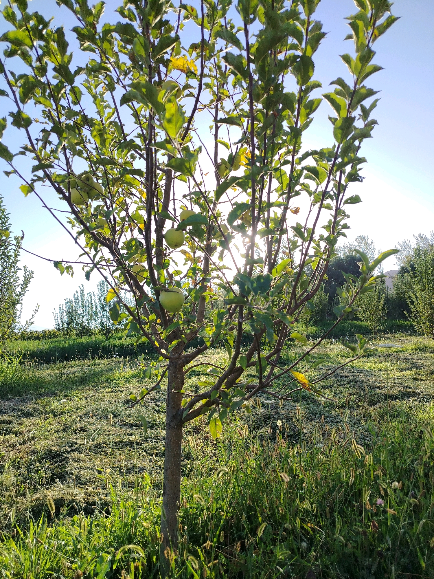 A young apple tree stands in a sunlit orchard, its branches laden with green apples. The tree is the central focus, with its slender trunk and numerous limbs supporting a canopy of vibrant green leaves. Several round, green apples are visible, some partially obscured by foliage. The background reveals a pastoral scene with mowed grass in the foreground, transitioning to taller grasses and trees further back. The sky is a clear, bright blue, suggesting a daytime setting. The sunlight filters through the leaves, creating a dappled effect on the ground and casting a warm glow over the scene. The image appears to be taken in the city of Navobad, Tajikistan, likely a rural or semi-rural area known for its orchards.