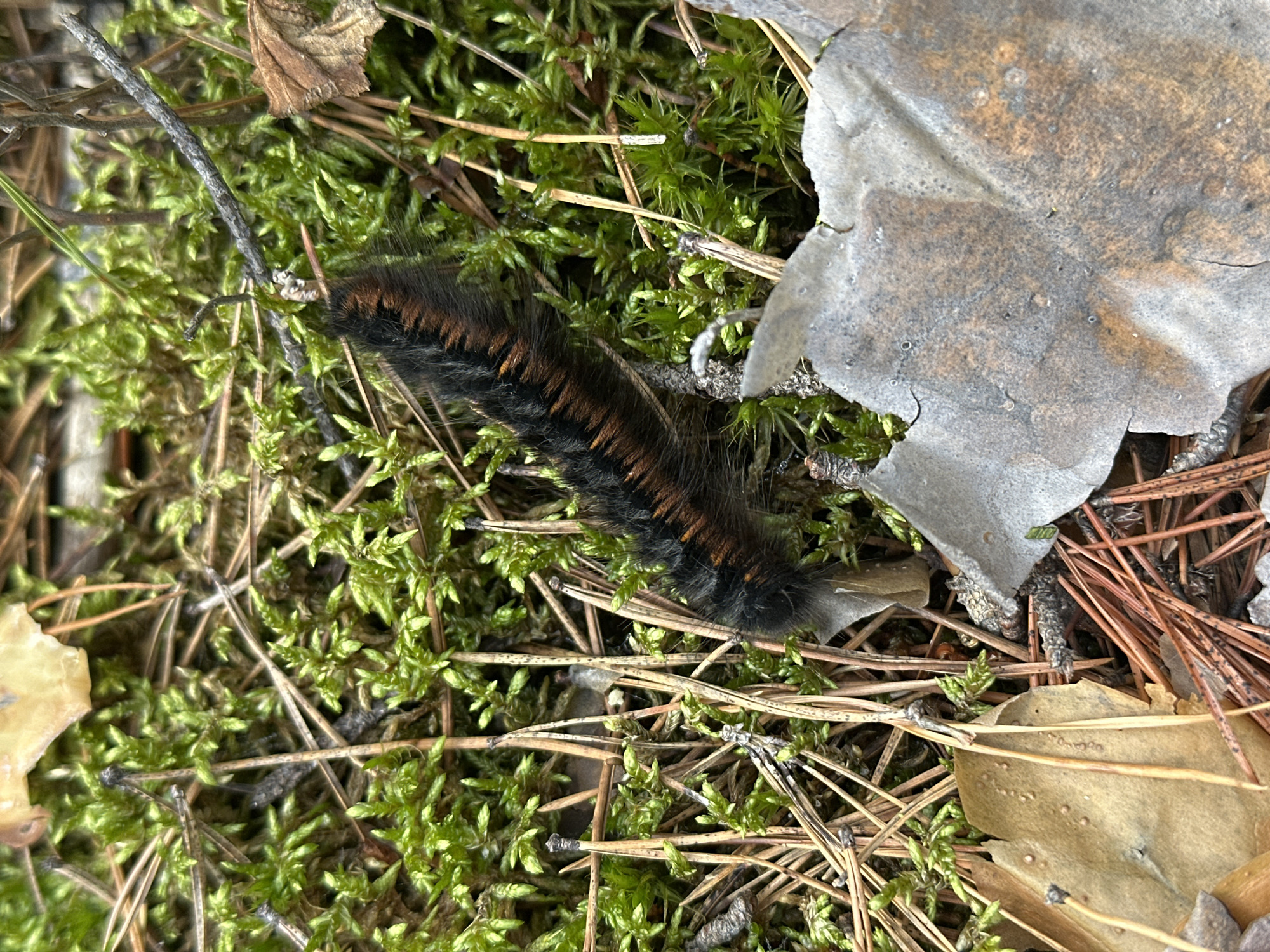 The image shows a close-up view of the forest floor. The ground is covered in green moss, pine needles, and a few dry leaves. A fuzzy caterpillar with black and brown bands is the main subject, positioned in the center of the frame. The caterpillar is on top of the moss and pine needles, and appears to be moving. There is no indication of human presence or activity. The overall impression is one of natural, undisturbed woodland. The specific location in Соколово, Russia cannot be determined from the image alone.