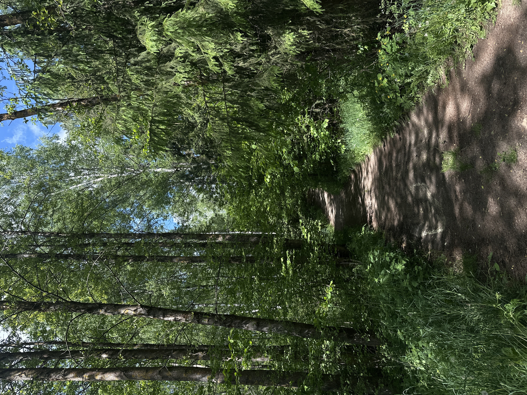 A dirt path winds through a lush forest. The path is flanked by dense vegetation, including tall grass and various green plants. Sunlight filters through the canopy of trees, casting shadows on the path. Tall trees line the path on both sides, their trunks extending upwards into the foliage. The image suggests a peaceful outdoor setting, likely a trail in Папярнянскі сельскі Савет, Belarus.