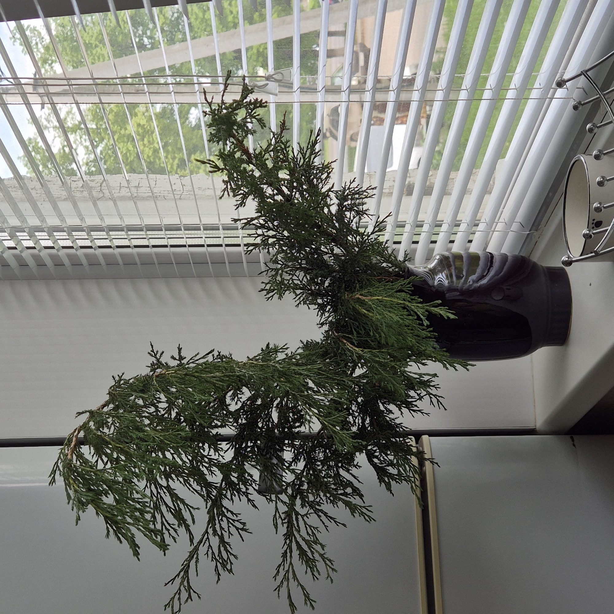 A dark, glossy vase holding a large, sprawling arrangement of greenery sits on a white windowsill in Kemerovo, Russia. The vase is positioned to the left of a set of white horizontal blinds that cover a window. Through the blinds, trees and power lines are visible, suggesting an outdoor scene. The greenery appears to be evergreen branches, possibly from a cedar or pine tree, with delicate, feathery leaves. The branches are spread out, creating a dynamic shape with some reaching outwards and upwards. To the right of the vase, a portion of a white ceramic cup or container with a decorative pattern is visible, resting on a metal rack. A white refrigerator is partially visible to the far left of the image. The overall scene is well-lit, likely by natural light coming through the window.