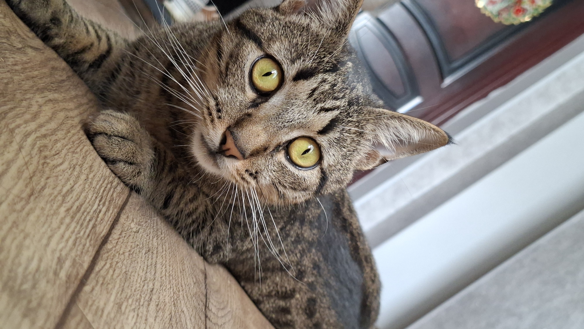 A close-up, vertical, eye-level shot shows a tabby cat lying on a wooden floor. The cat's fur is striped with brown and black, and its eyes are a striking yellow-green. Its body is mostly visible, with its head turned towards the camera. The background is out of focus, but appears to be a room with a door and vertical blinds. The image does not contain any elements that would indicate its location in Myadzyel, Belarus.