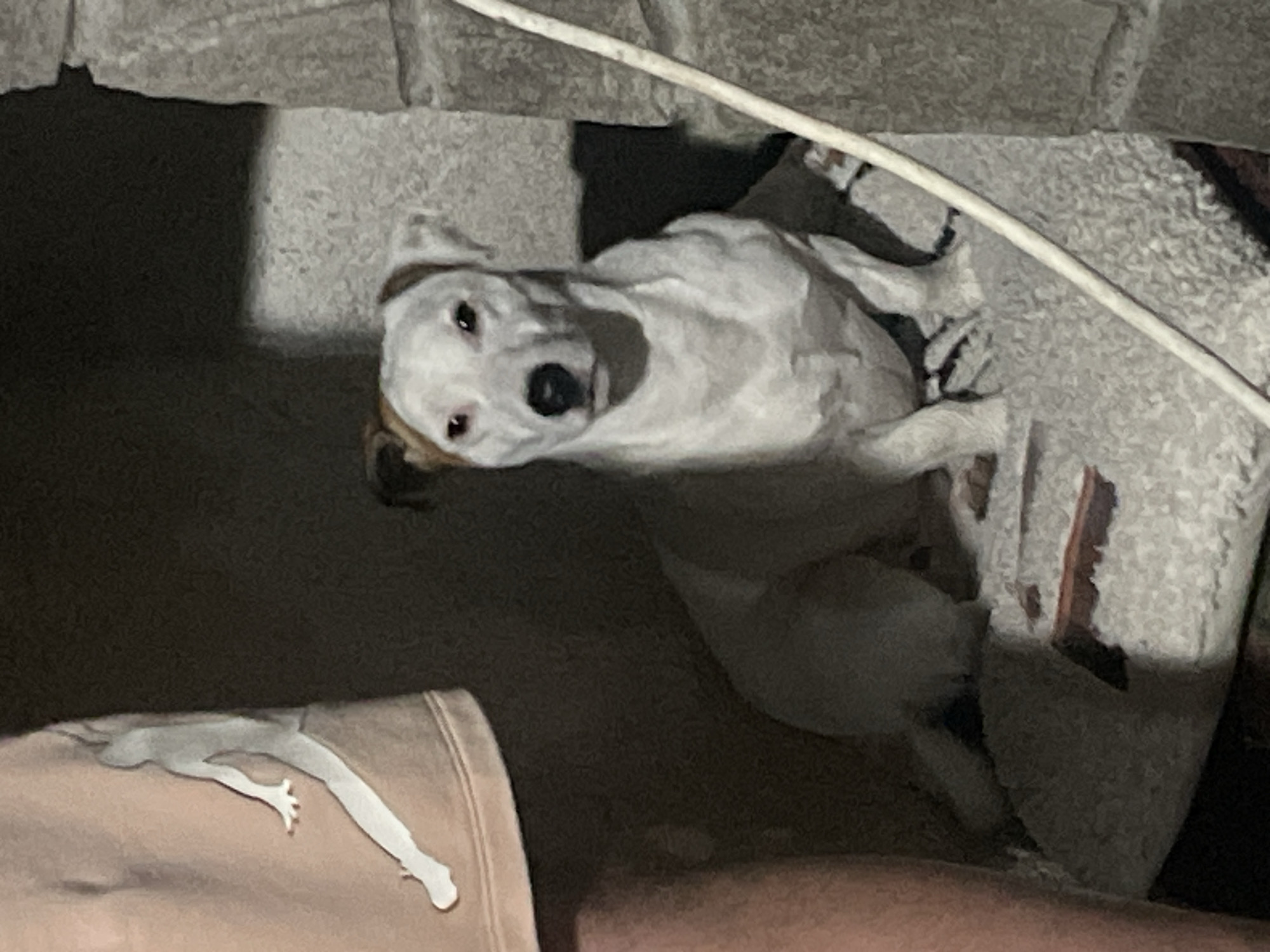 A medium shot captures a Jack Russell Terrier with white and tan markings sitting on a fluffy white cushion. The dog is positioned in the center of the frame, facing forward with its head slightly tilted. A light-colored string or cable runs diagonally across the lower right portion of the image. To the left of the dog, a section of light brown fabric with a white graphic design of a leaping figure is visible, likely part of clothing. The background consists of dark, shadowy walls and a textured, grey stone structure on the right. The lighting is dim, with a strong highlight falling on the dog's face and chest, creating distinct shadows. This image was taken in Velingrad, Bulgaria.