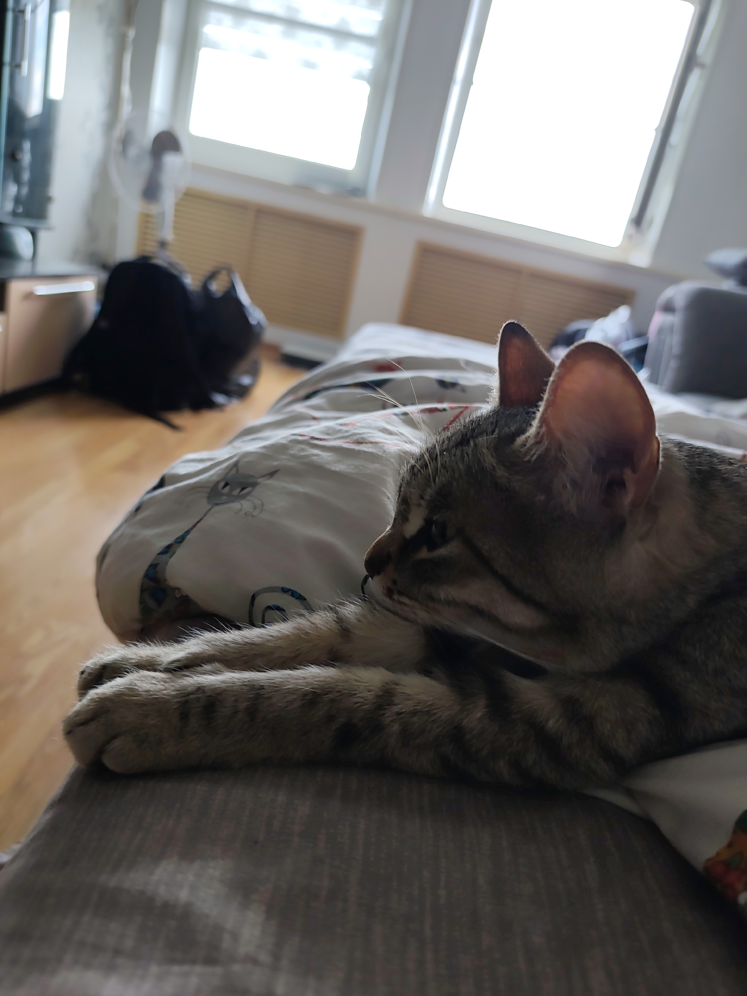 A close-up shot reveals a tabby cat lying on a bed. The cat rests its head and paws on a gray comforter. The bed is covered with patterned bedding. In the background, there's furniture, a backpack, a standing fan, and two windows. The location isn't discernable from the image, so Gremyachinsk, Russia is not relevant to describing the scene.