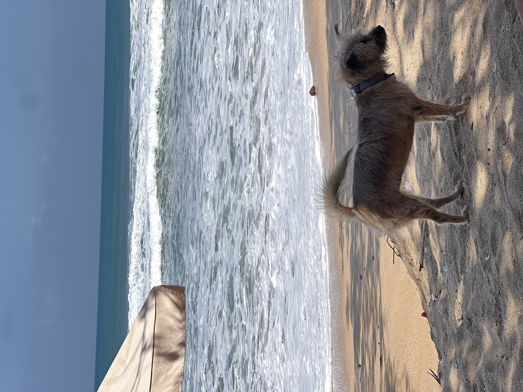 A scruffy, medium-sized dog with tan fur stands on a sandy beach in Kuta, Indonesia. The dog is facing to the right, with its tail curled upwards. The dog is wearing a dark collar. In the background, waves crash on the shore, and the ocean stretches to the horizon under a clear blue sky. Part of a beige beach umbrella is visible in the upper left corner of the image. The sand on the beach is lightly shaded by dappled sunlight.