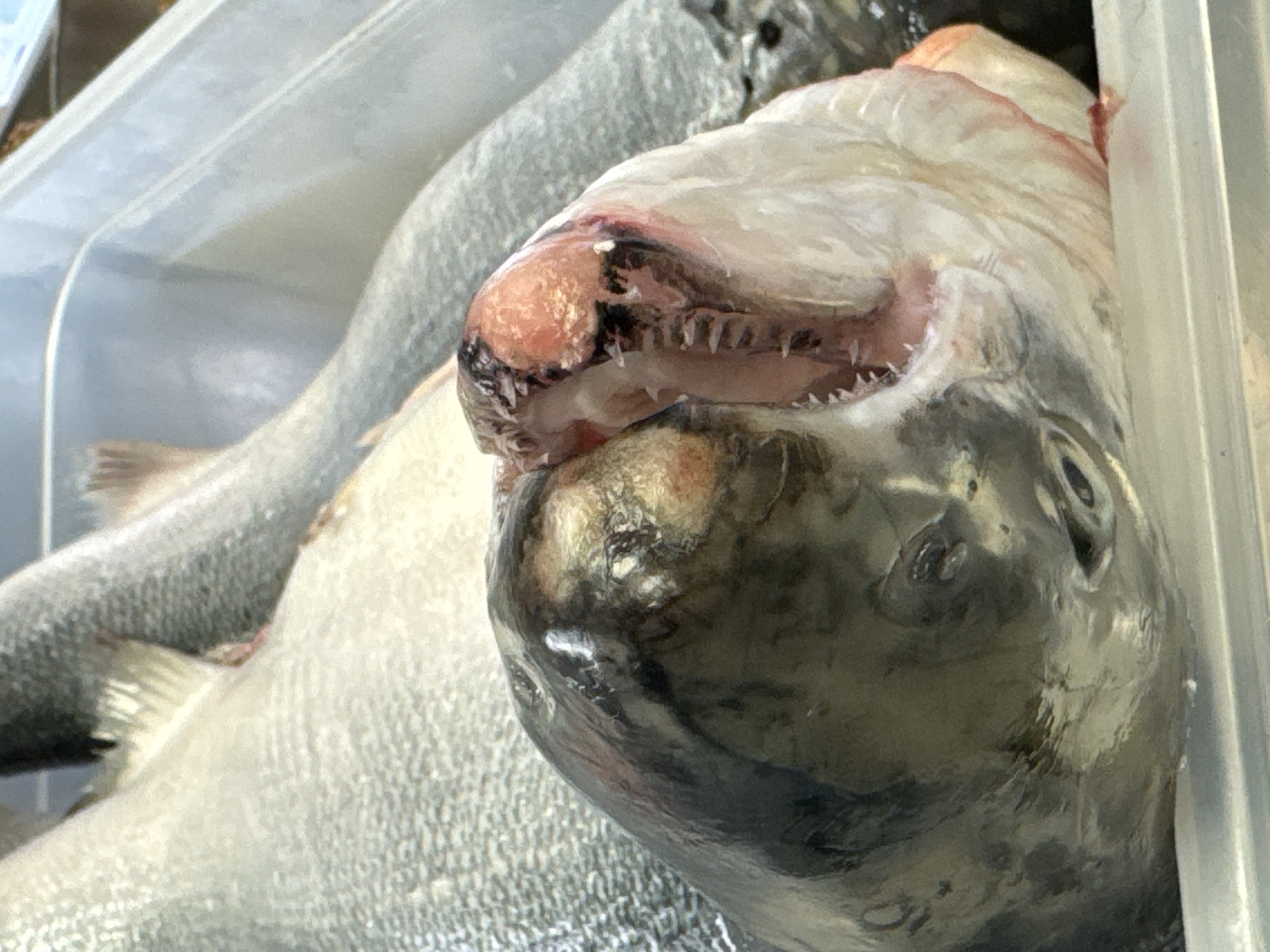 The image presents a close-up, high-angle view of several fish, likely sea bass, displayed in a light-colored plastic container. The most prominent subject is the head of one fish in the foreground, facing towards the right. Its mouth is slightly agape, revealing a row of small, sharp, conical teeth on both the upper and lower jaws. The flesh around its mouth is a reddish-pink, contrasting with its dark grey or black head and visible dark eye. The body of this fish, extending into the mid-ground, is covered in light grey-silver scales.
In the background, out of focus, are the bodies of at least two other fish of similar appearance, also exhibiting light-colored scales. They are arranged within the same clear or opaque plastic container, sections of which are visible along the top, right, and bottom left edges of the frame. The fish appear to be dead, possibly recently caught or prepared for sale.
The scene suggests an indoor setting, such as a market stall or a preparation area, with bright and even lighting that emphasizes the wet and reflective texture of the fish's skin and scales. No human activity is depicted, and the fish are presented statically. There is no visible text in the image. Given the context of Boreti, Montenegro, these are likely fresh catches from the Adriatic Sea.