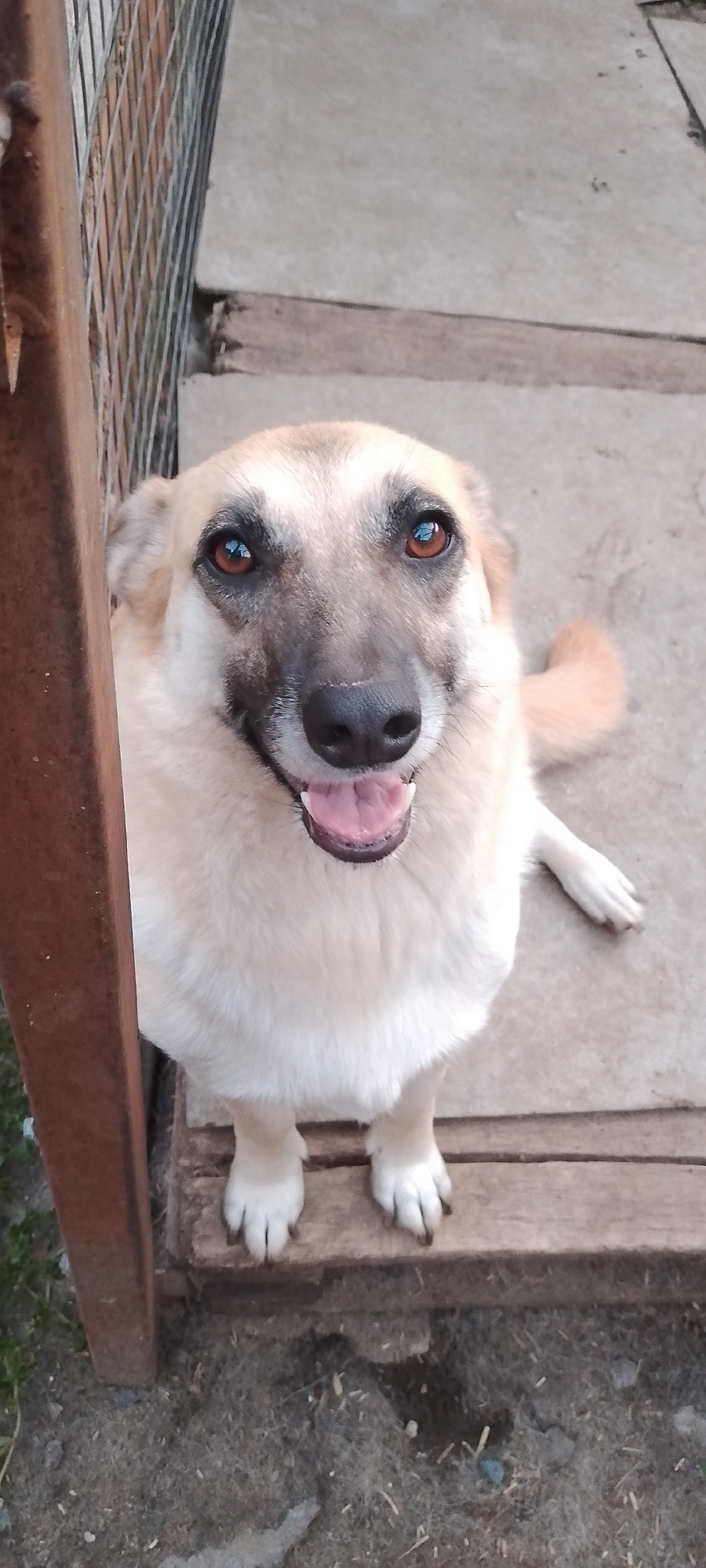 A light-colored dog with brown eyes and an open mouth, panting, sits on a wooden platform outdoors. The dog is positioned on the right side of the image, with its head tilted slightly upwards. To the left of the dog is a weathered brown wooden post, and beyond that, a section of a wire fence is visible. The ground beneath the platform is a mixture of dirt, small stones, and dried grass. The background consists of a concrete surface. The scene appears to be an outdoor enclosure, possibly a yard or kennel area, located in the city of Belgorod, Russia. The lighting suggests it is daytime, with no artificial lights visible.
