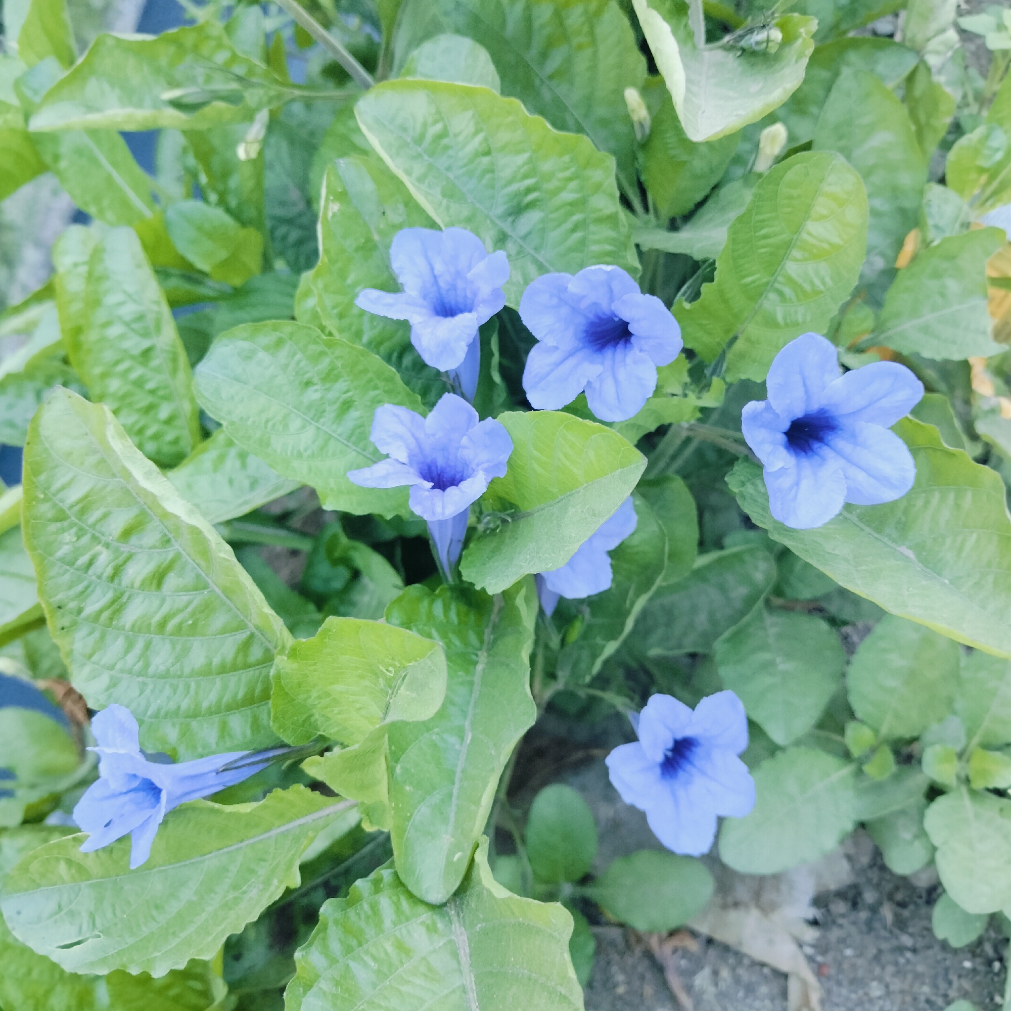 The image shows a cluster of blue Ruellia simplex flowers amidst green foliage. The flowers have five petals and a dark blue center. The leaves are ovate with prominent veins. The background consists of soil and other plants. The location is Lhokseumawe, Indonesia.