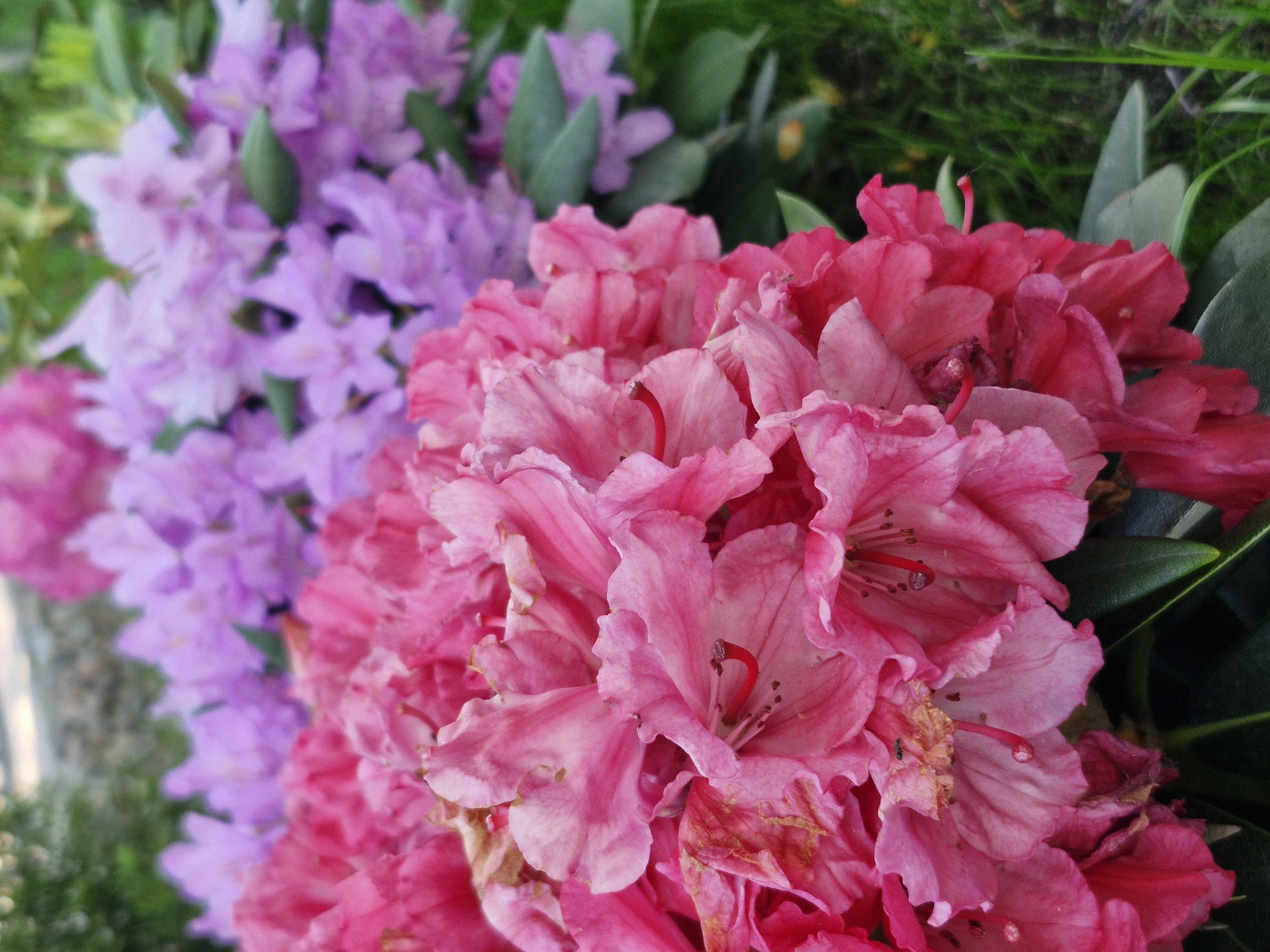 A close-up, eye-level shot shows a cluster of bright pink rhododendron flowers in the foreground, with blurred lavender rhododendron flowers in the background. The pink flowers are in full bloom, with intricate petal details and visible stamen. Some petals show slight browning or wilting, suggesting they are past their peak. Dark green leaves are interspersed among the flowers. The background is a soft blur of lavender flowers, green grass, and hints of other foliage. The lighting is natural and even, creating a gentle and vibrant atmosphere. The scene appears to be outdoors, in a garden setting. There are no people or animals visible in the frame.