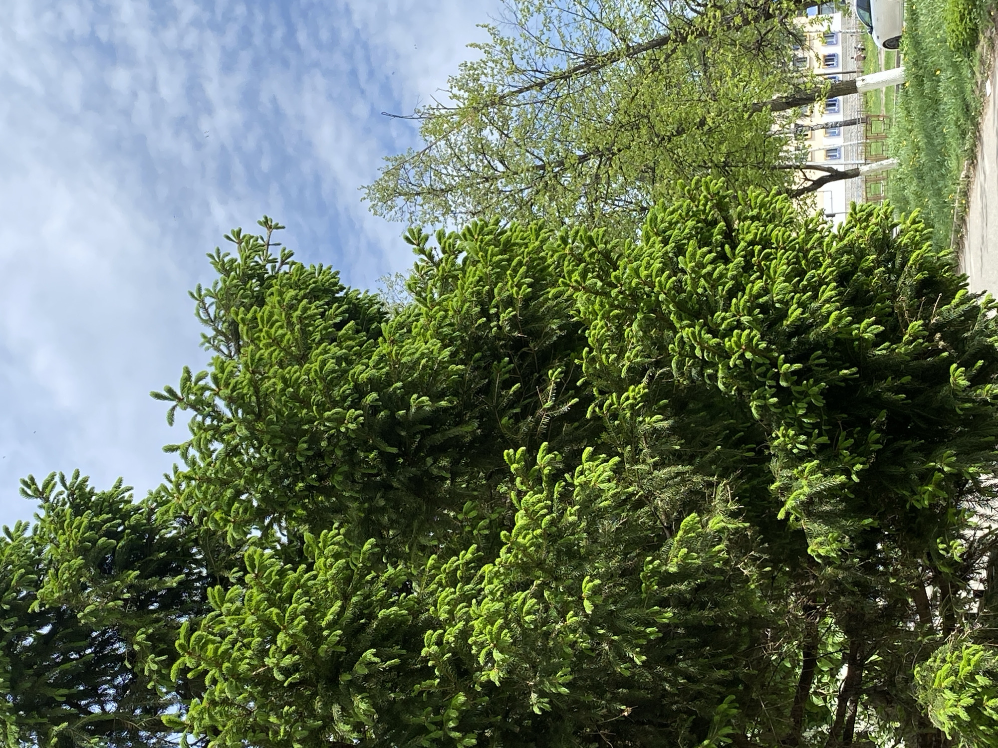 The image captures a close-up view of lush green foliage, seemingly a spruce or fir tree, dominating the foreground. Above the trees, a blue sky is visible with scattered white clouds. The scene is captured at an angle, looking upwards. In the background, there's a glimpse of a building with windows. The location is Votkinsk, Russia.