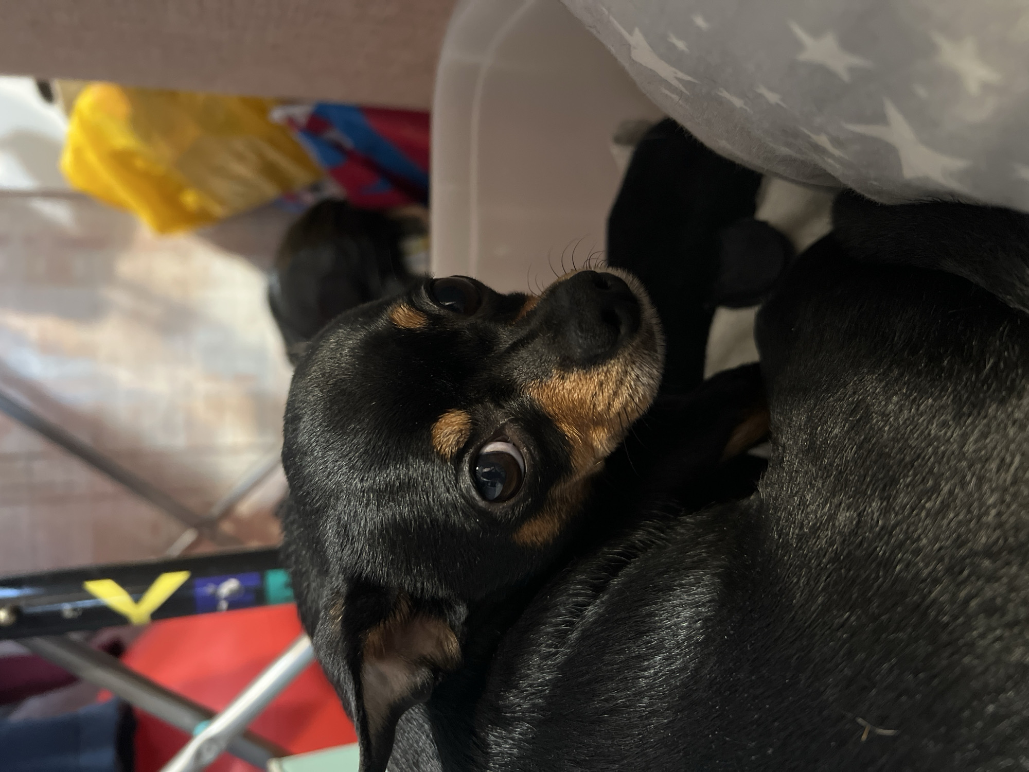 The image shows a close-up of a black and tan miniature pinscher dog. The dog is lying down, looking upwards with its eyes wide. The dog's face and part of its body are in focus. A gray blanket with white star patterns is partially visible on the right side of the image. A metal frame, possibly part of a table or chair, is visible in the lower left corner, along with glimpses of red and yellow objects. The background includes a white container and other miscellaneous objects. The location (Perm, Russia) is not evident from the visual information presented in the image.