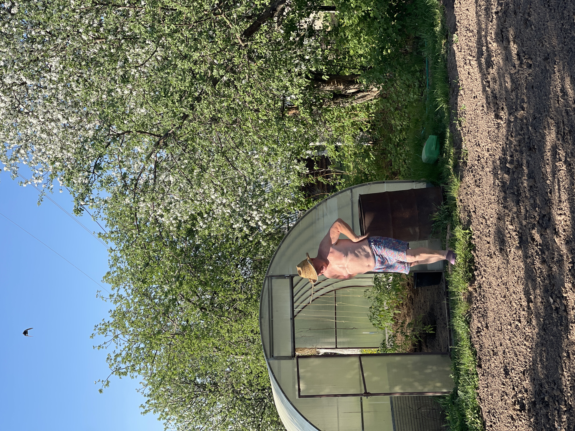 The scene depicts an individual, shirtless and wearing a straw hat and patterned shorts, standing next to a greenhouse in Перевозное, Russia. The greenhouse is made of plastic and metal. The individual is positioned with their hand on their hip. A tree with white blossoms is visible in the background. To the right of the greenhouse is tilled soil and grass. The sky is blue with a flying bird visible in the upper left of the frame.
