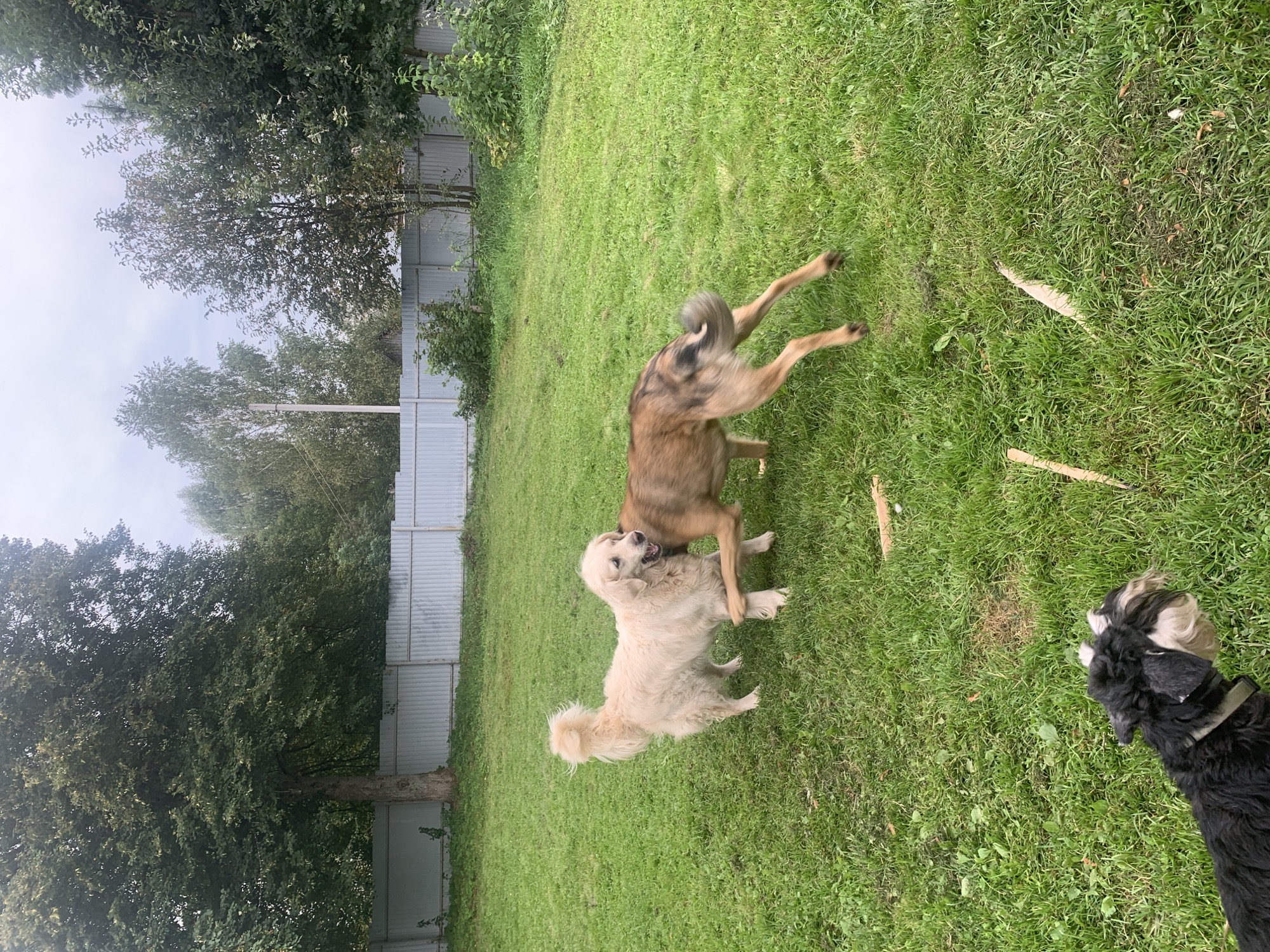 The image depicts an outdoor scene on a cloudy day, likely in Zasechnyi, Russia. A grassy yard is the primary setting, enclosed by a light-colored metal fence. Two medium-sized dogs are actively playing on the lawn. One dog, a light-colored breed resembling a golden retriever, stands with its tail raised and appears to be interacting with a darker, mixed-breed dog whose hindquarters and legs are blurred due to motion as it plays. In the foreground, partially visible and to the lower left, is a small black and white dog. The yard is surrounded by trees, some with full green foliage and others appearing more sparse. The fence runs along the perimeter of the yard, separating it from what appears to be more vegetation and possibly structures beyond. Scattered on the grass are a few thin, light-colored sticks or branches.