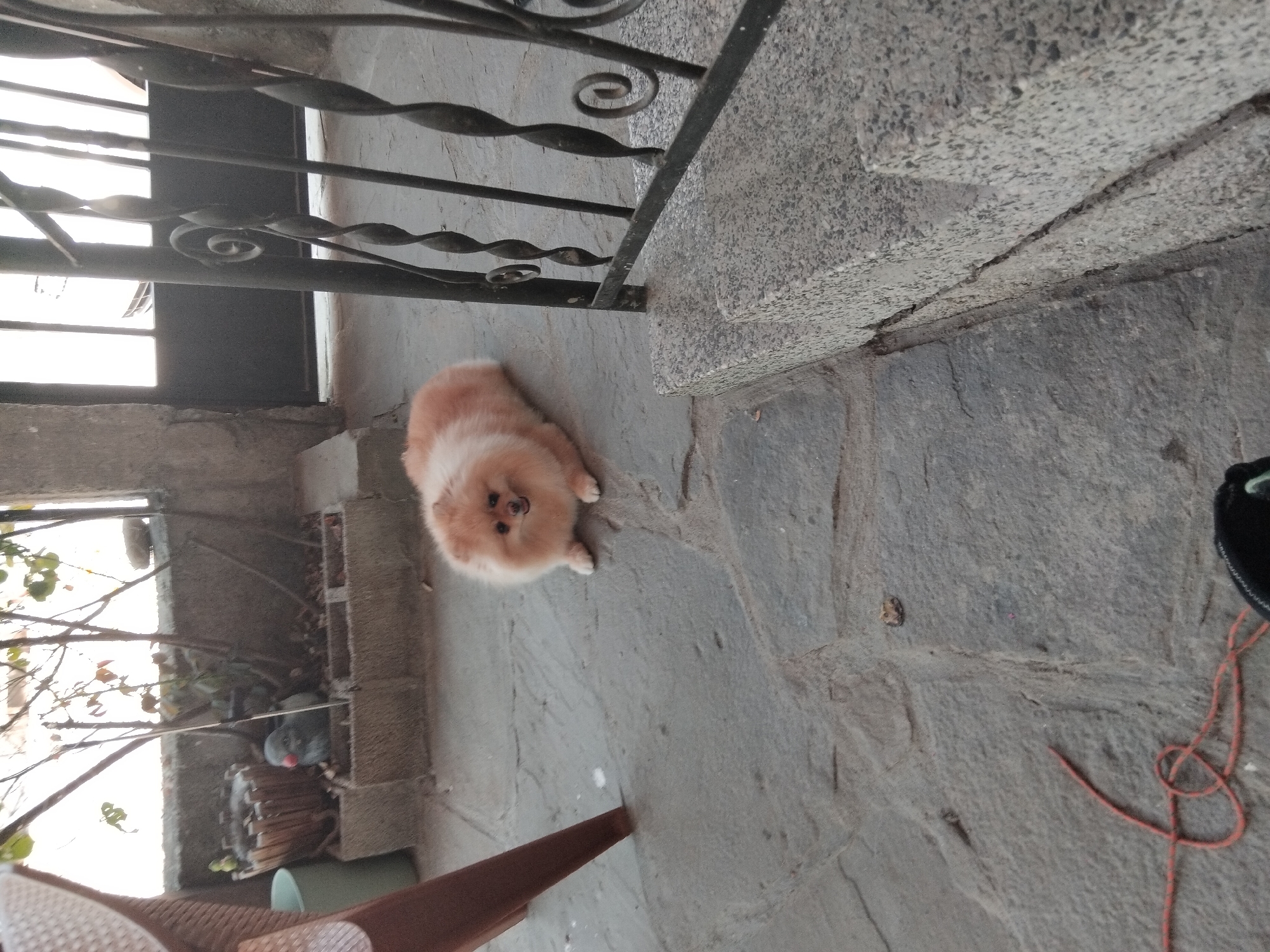 A fluffy, light-colored Pomeranian dog is lying on a stone patio. The dog has a pink tongue visible and appears to be looking towards the camera. In the background, there are some plants in a concrete planter, a grey bird statue with a red beak, and a black metal gate with decorative scrollwork. A brown chair leg is visible on the left side of the image, and a red rope is coiled on the ground in the lower left corner. The scene appears to be an outdoor patio area.