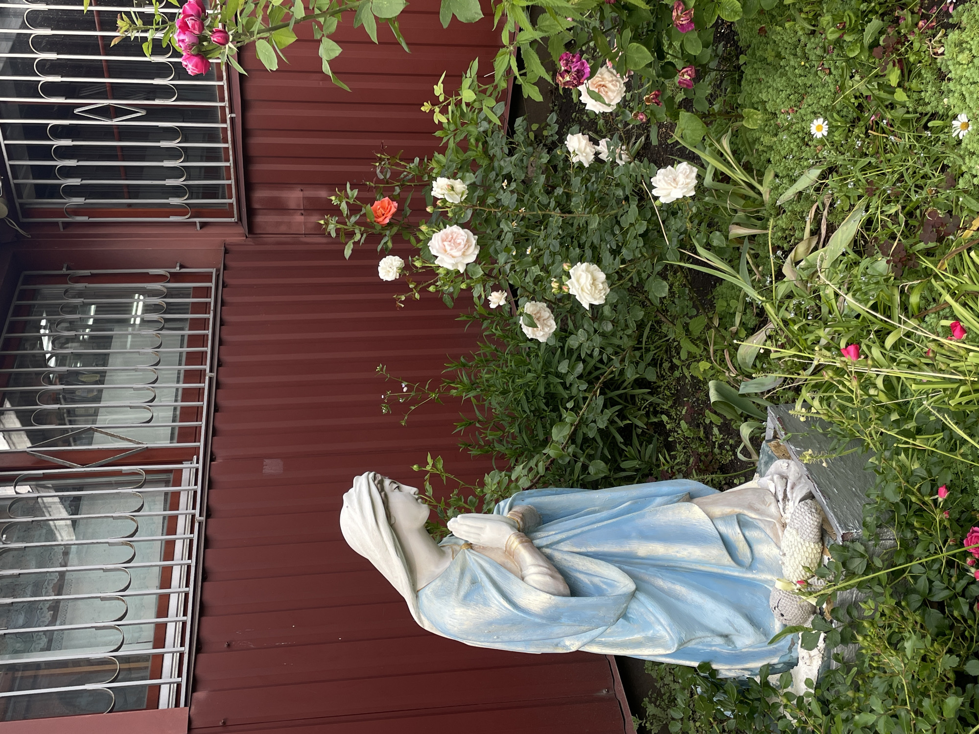 The image depicts a statue of the Virgin Mary kneeling in prayer, positioned in an outdoor garden with a backdrop of a red corrugated metal wall and barred windows. The statue is light blue and white, with the Virgin Mary's head bowed and hands clasped. She is surrounded by a variety of rose bushes with pink, white, and orange flowers, as well as other green foliage and small white daisies. The scene appears to be a quiet, religious or memorial setting. The barred windows and the material of the building suggest a possibly utilitarian or institutional structure, while the presence of the statue and flowers indicates a place of reverence or remembrance. There are no people present in the image.