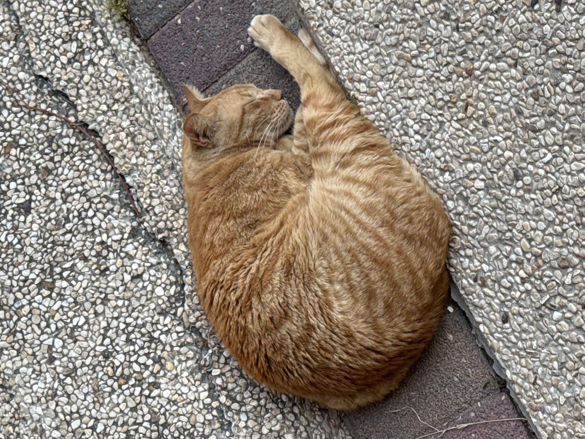 An overhead shot captures a ginger tabby cat peacefully sleeping outdoors on a paved surface. The cat is curled into a tight crescent shape, often referred to as a "cat loaf," with its head tucked in and one front paw extended and relaxed. Its eyes are closed, and fine white whiskers are visible. The fur is a rich orange-brown, displaying faint tabby stripes, particularly on its back and tail area.
The cat rests on a ground composed of small, light-colored pebbles embedded in concrete (exposed aggregate concrete), adjacent to a darker, brick-like strip of pavement. A thin, dry twig or root is visible on the pebbled surface near the cat's head. The lighting suggests it is daytime. There is no visible text in the image. The scene conveys a sense of calm and comfort for the sleeping animal, in a setting characteristic of an urban environment, such as Tel-Aviv, Israel.