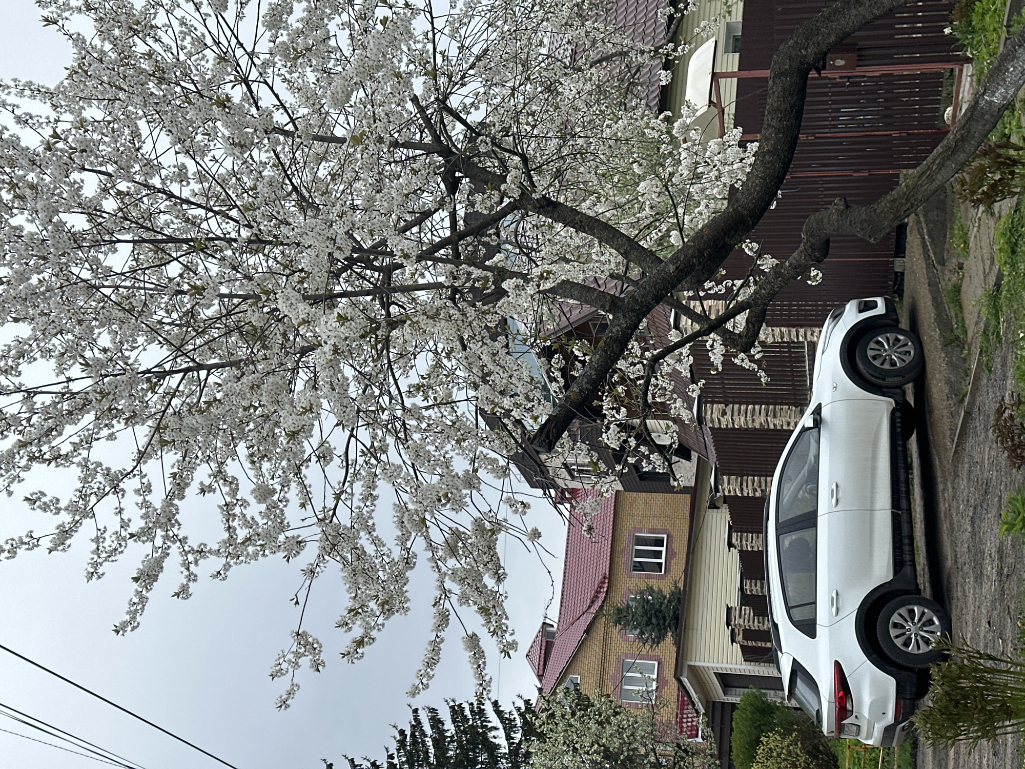 The image shows a white car parked on the side of a street, partially obscured by a blooming tree with white flowers. The location appears to be a residential area with houses and fences visible in the background. The sky is overcast. Given the location in Nizhny Novgorod, Russia, the style of the houses and fences, as well as the presence of blooming trees, are consistent with a residential neighborhood in that region during springtime.