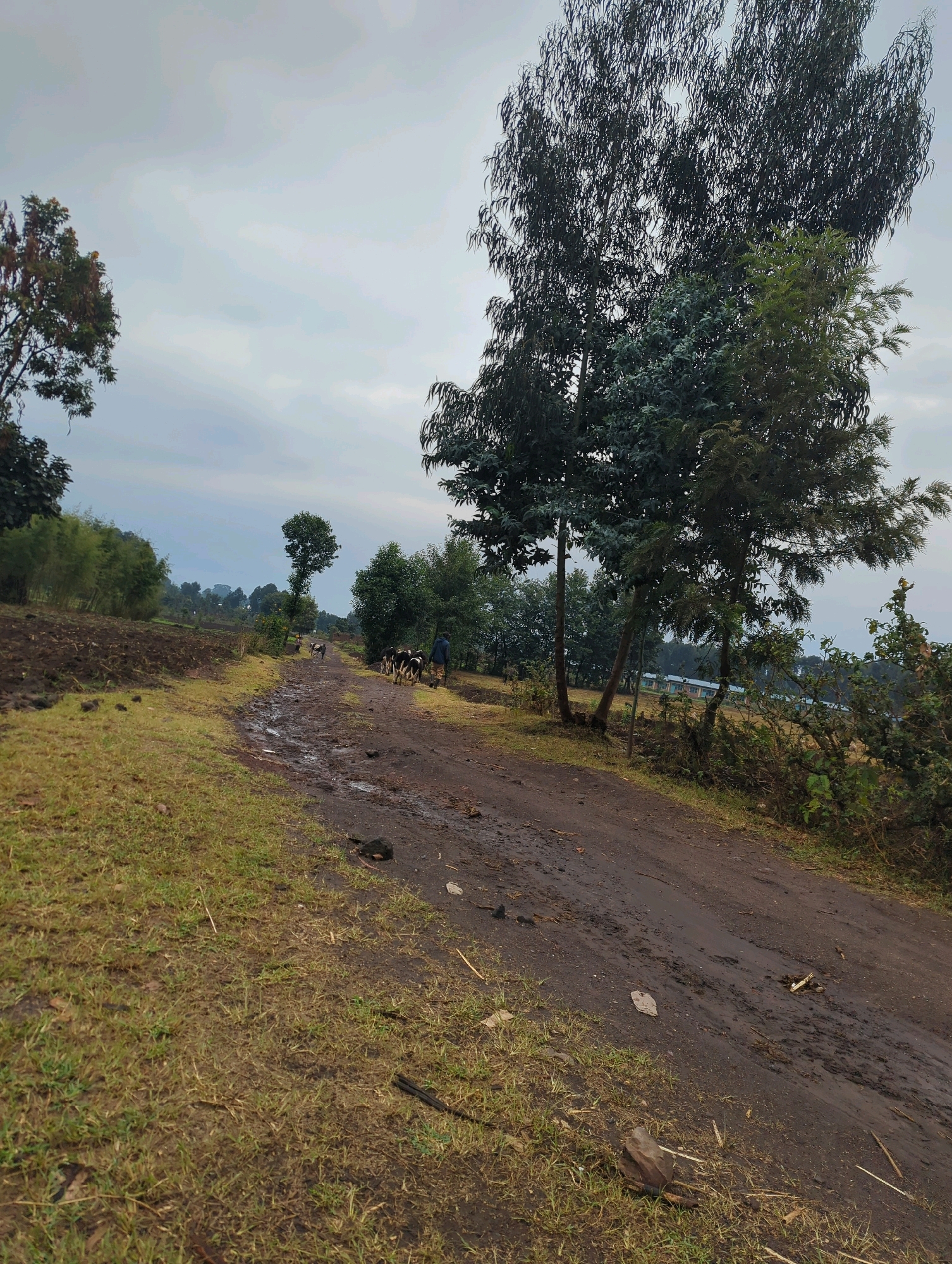 The image depicts a rural dirt road in the Musanze District of Rwanda. The road is muddy and has puddles from recent rain, bordered by dry, grassy fields and cultivated land on the left. Several tall trees with dark foliage dominate the right side of the frame, with more vegetation and a stand of bamboo visible further in the distance on the left. In the mid-ground, a person in dark clothing is herding a small group of black and white cattle down the road. In the background, more trees and distant buildings can be seen under an overcast sky. The overall scene conveys a sense of everyday rural life and agriculture.