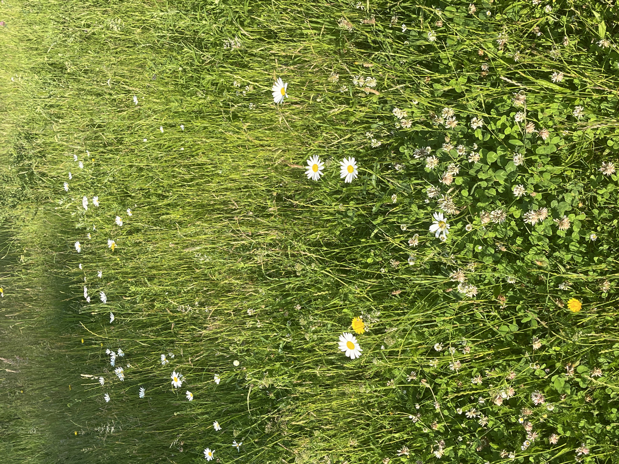 The image depicts a sunlit meadow in Eschweiler, Germany, teeming with wild daisies and other small wildflowers. The grass is tall and verdant, interspersed with patches of clover and other low-lying greenery. The lighting suggests it is a bright, possibly summer day, with sunlight casting distinct shadows across the field, creating a dappled effect. There are no people or animals visible in the frame. The scene is entirely natural, showcasing a wild, untamed patch of flora.