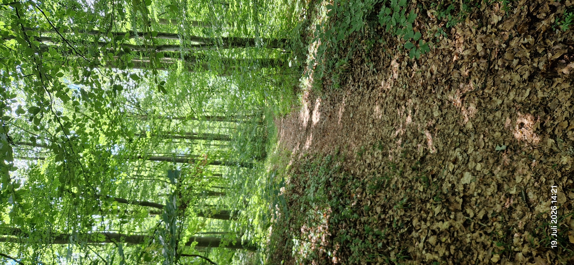 A sun-dappled forest path winds through a dense, green woodland in Neustadt am Kulm, Germany. The path, covered in fallen leaves and dirt, curves gently into the distance, disappearing among the tall, straight tree trunks. Sunlight filters through the thick canopy of leaves, creating patches of light and shadow on the forest floor and the path itself. The undergrowth is lush with green foliage. The timestamp "19. Juli 2026 14:21" is visible in the bottom left corner, indicating the date and time the photograph was taken.