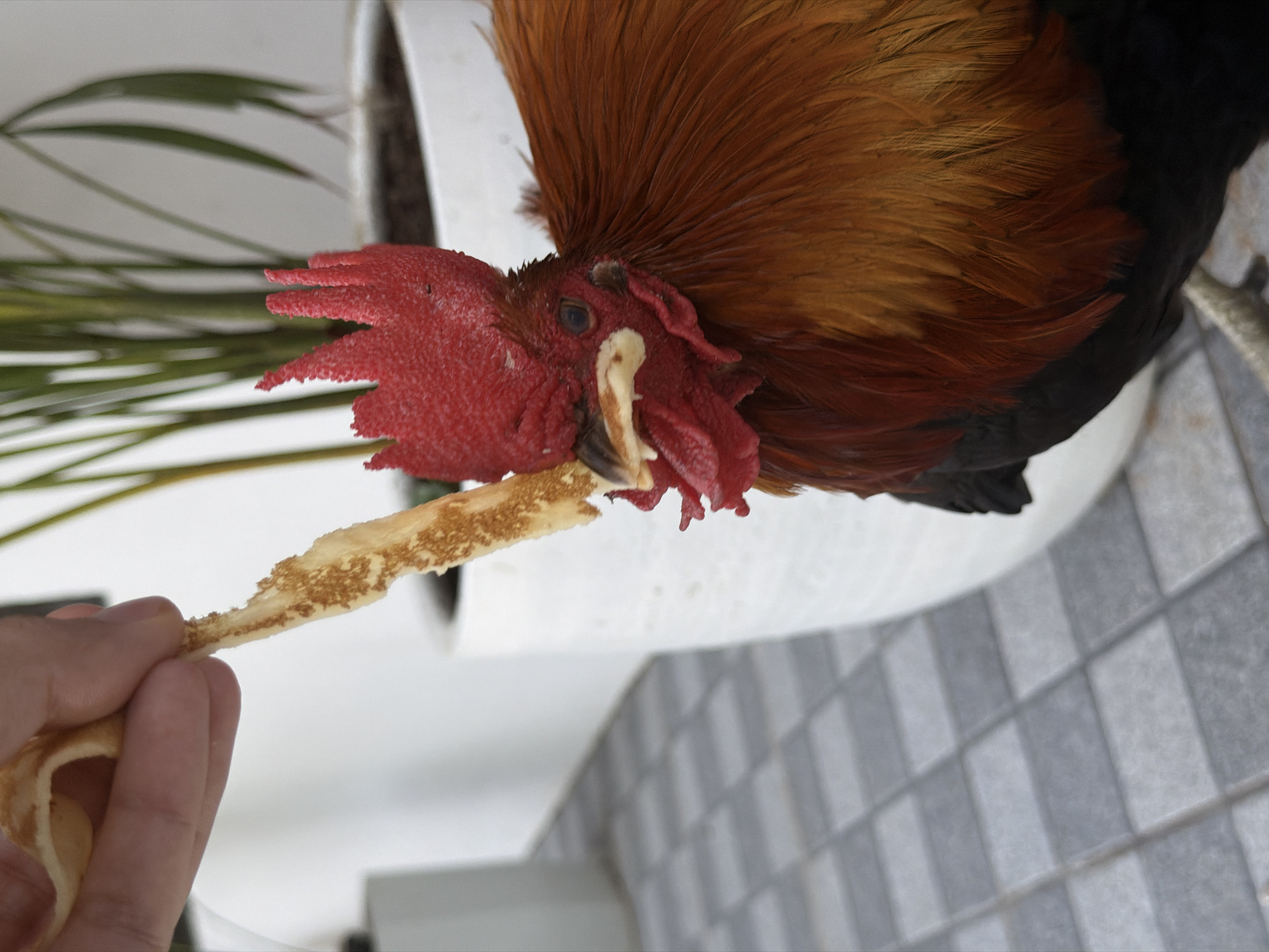 In an outdoor setting with a tiled floor, a close-up shot captures a hand holding a piece of crepe or thin pancake. A rooster is positioned in the foreground, its head tilted towards the food, with its beak open as if to eat. The rooster has vibrant red comb and wattle, with feathers in shades of orange, brown, and black. In the background, a white planter holds a green plant, and a white wall is visible. The scene appears to be in a residential or garden area in Ko Samui District, Thailand, possibly during daylight hours.
