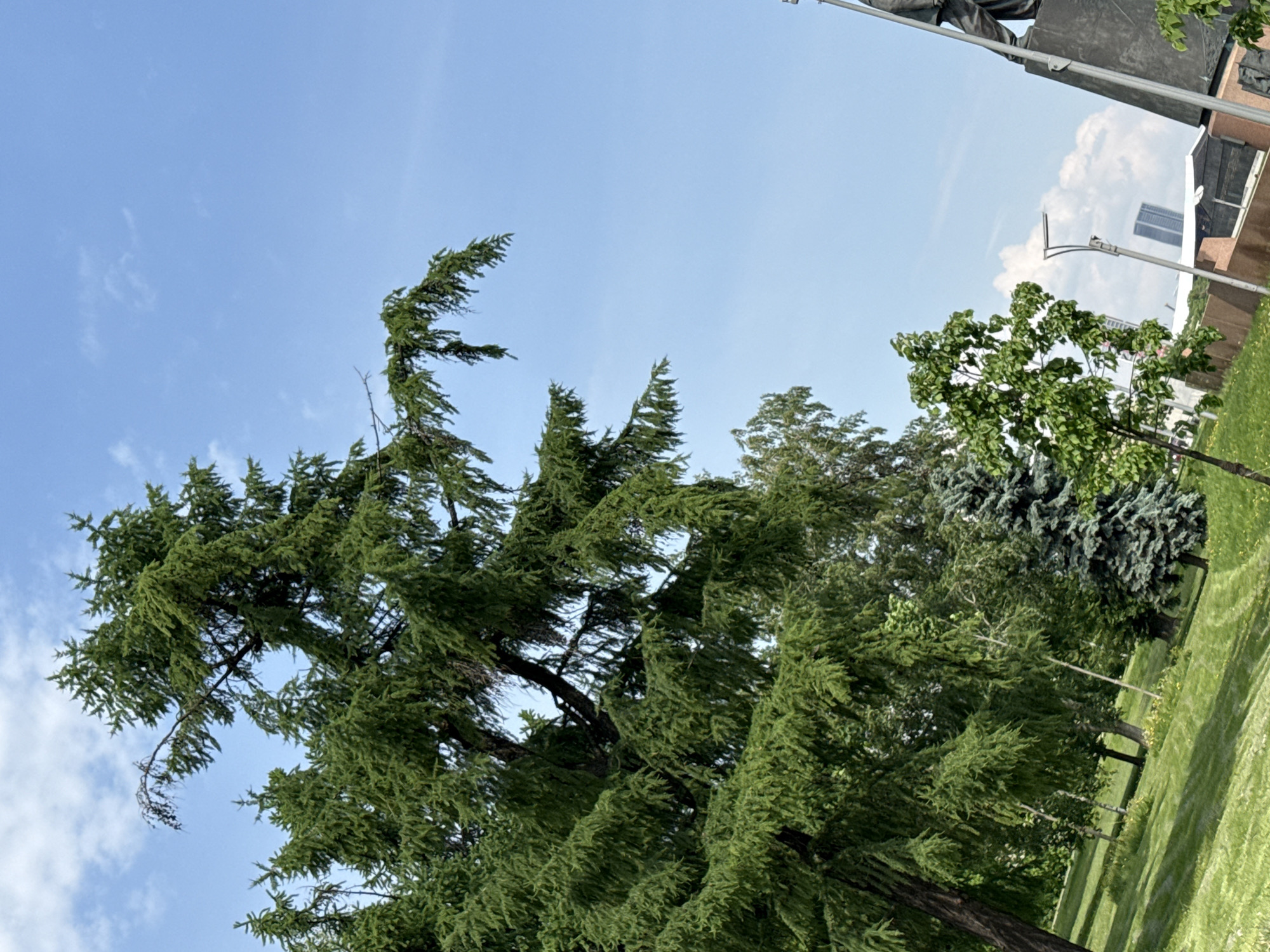 A tall, green coniferous tree dominates the left side of the image, reaching towards a blue sky with sparse clouds. Adjacent to it are other trees, including a blue spruce and a deciduous tree with rounded leaves. The location appears to be a park or green space in Moscow, Russia, as implied by the presence of a lamppost and a building in the background reminiscent of Soviet architecture, and a monument visible in the top right corner. The ground is covered with green grass.