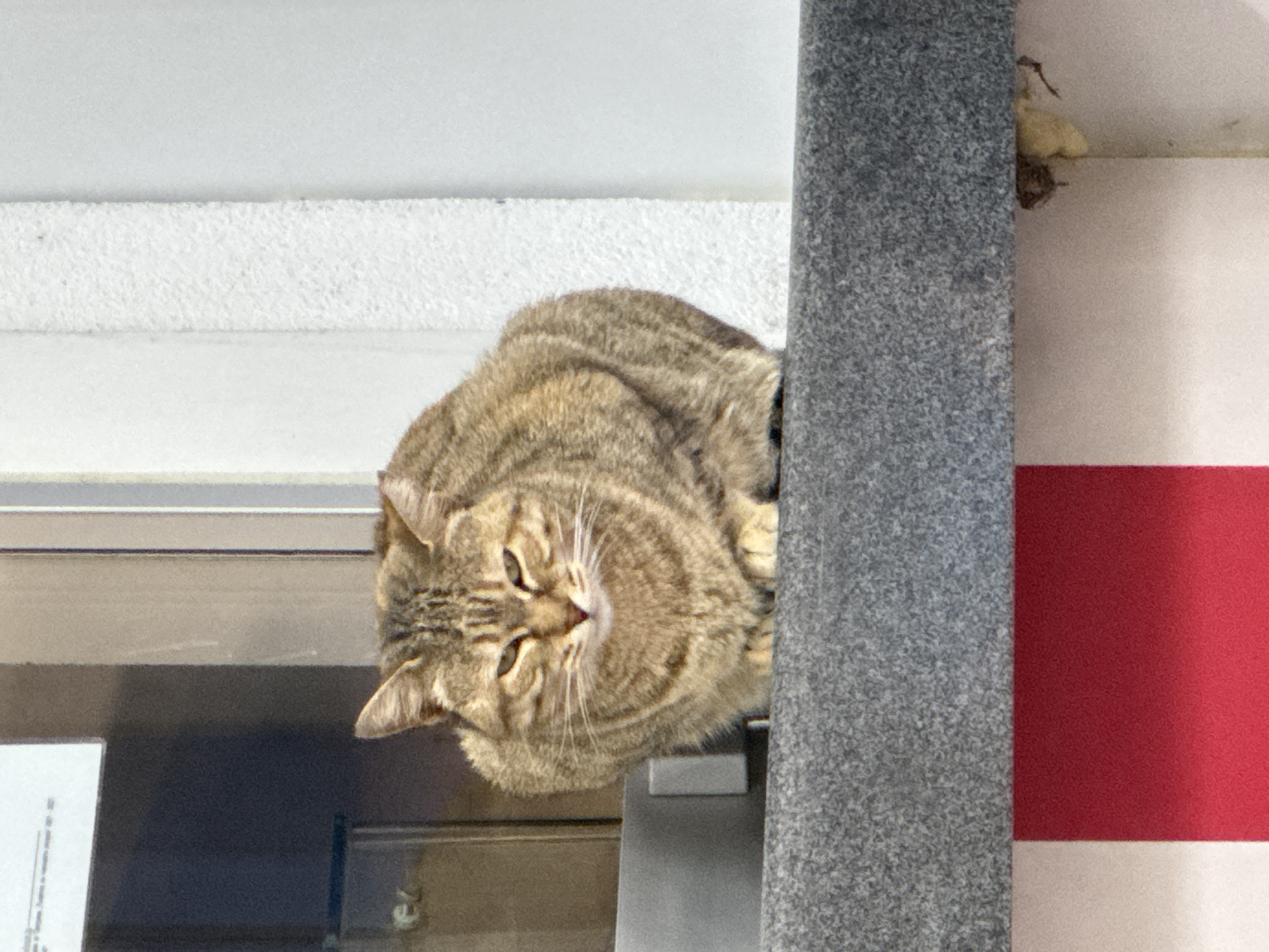 A tabby cat is perched on an object in Asenovgrad, Bulgaria. The cat is partially visible, with its head and upper body in view. The cat is positioned near a vertical, gray, textured surface. The cat is looking slightly downward. There is a red and white striped surface to the right of the gray surface. A white ceiling and a window frame are partially visible above and below the cat, respectively.