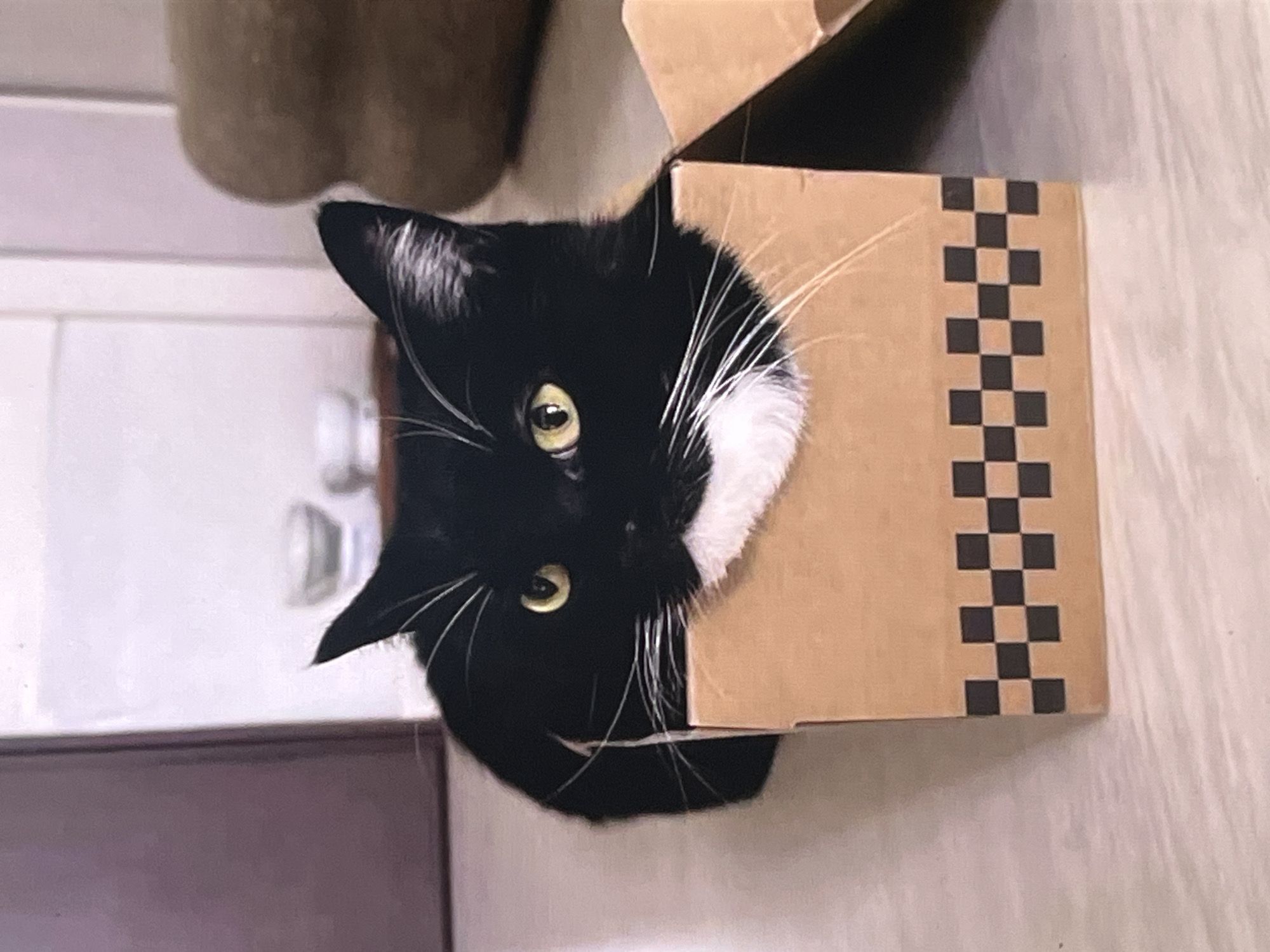 A black and white tuxedo cat is prominently featured in this close-up, indoor shot. The cat's head and upper body emerge from a light brown cardboard box, suggesting it is playfully hiding or exploring. Its bright yellow-green eyes are wide and focused, looking directly towards the viewer, conveying a sense of curiosity or alertness. The cat has mostly black fur, a distinctive white muzzle area, white whiskers, and a white patch on its chest. Its ears are perked up, with some white fur visible inside them.
The cardboard box has a black checkerboard pattern running vertically down one side, adding a decorative element. The background is softly blurred but appears to be a domestic setting. To the upper left, a blurry beige or brown object is visible. To the left and behind the cat, there's a light-colored wall or surface with faint horizontal lines, and a darker, possibly wooden or tiled surface below it. The overall lighting suggests an indoor environment, either daytime with natural light or well-lit artificial light. No specific time of day, weather, or outdoor location cues are discernible. There is no visible text in the image.
