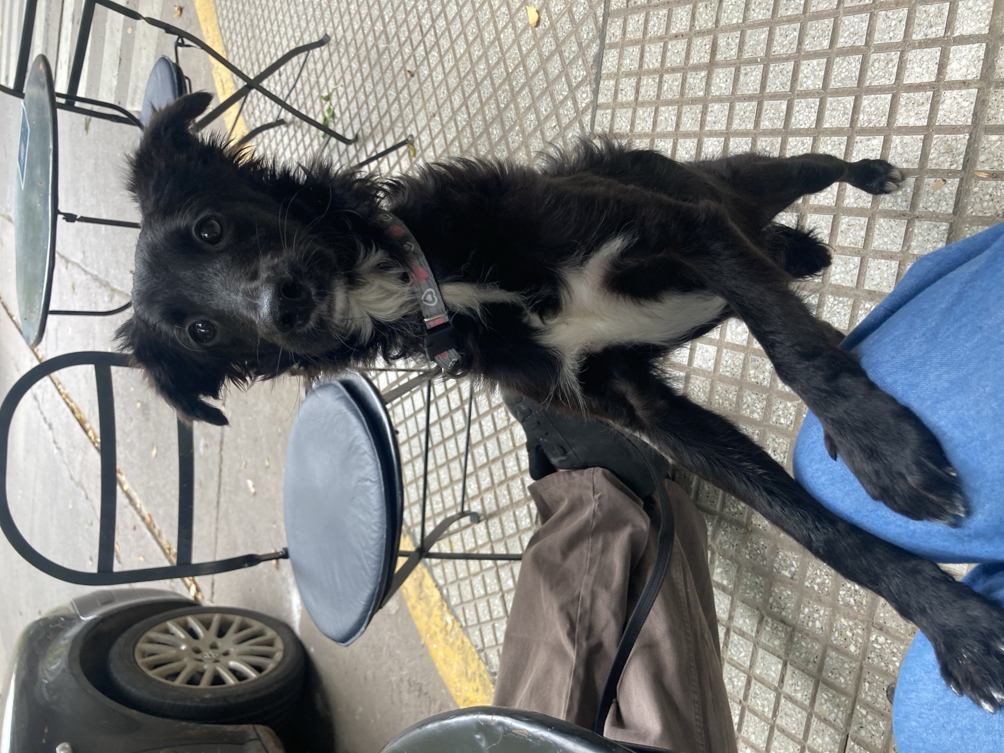 The image shows a black and white dog with a pink collar lying on a tiled sidewalk next to a metal chair. The dog is looking up at the camera. A person wearing blue jeans and brown pants is sitting in the chair. A car is parked nearby. The location appears to be an outdoor cafe in a city.