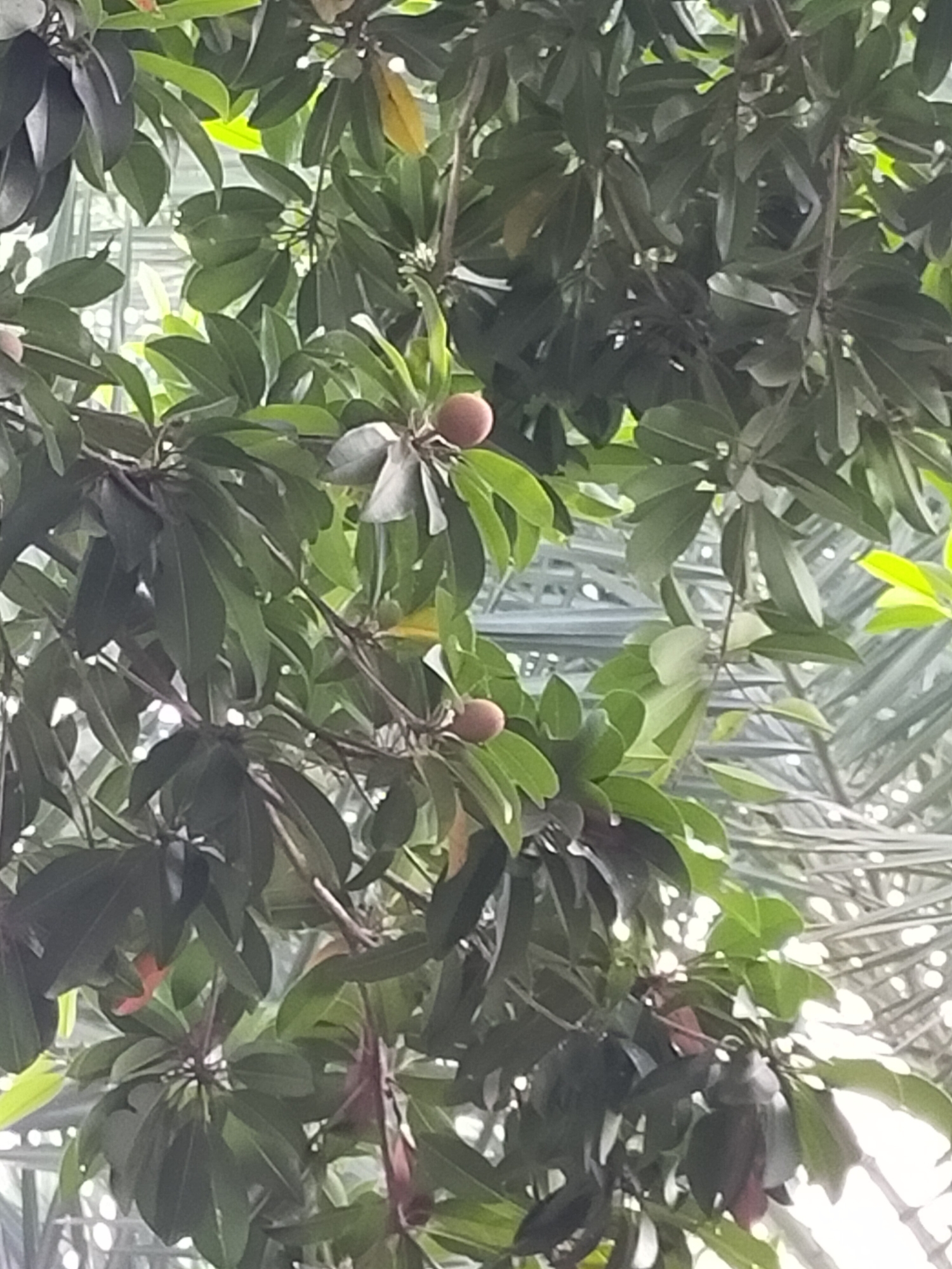 This is a close-up, low-angle, vertical photograph of a sapodilla tree in Tambun, Indonesia. The tree is laden with dark green leaves and several small, oval, brown fruits. The fruits are clustered on branches that are partially obscured by the dense foliage. In the background, a blurred structure with a pattern of interconnected lines suggests a greenhouse or a large glass-covered building. The lighting is diffused, indicating an overcast day or shade from the canopy. No people are visible in the image.