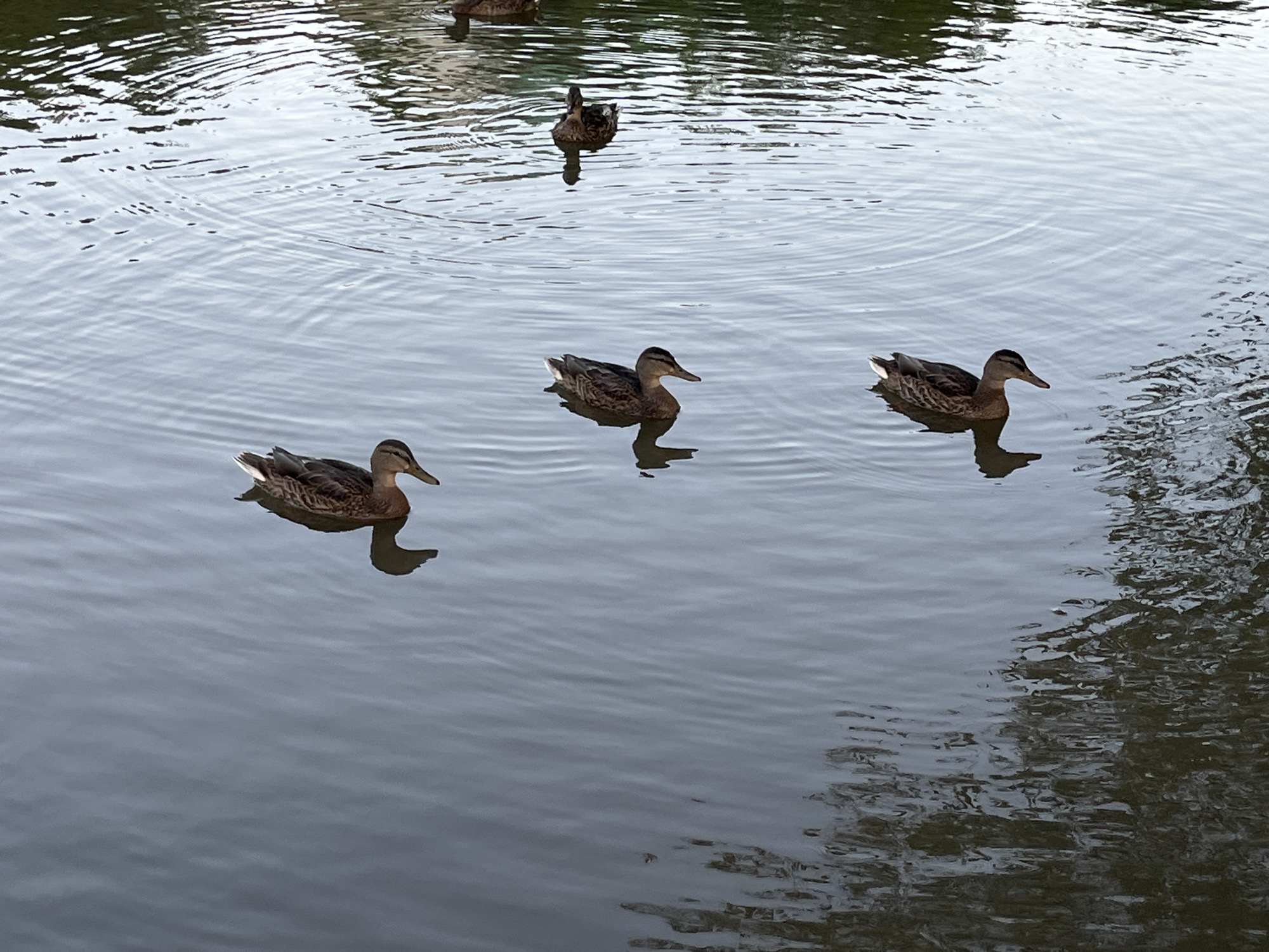 The image shows a group of mallard ducks swimming in a body of water. The water is calm with ripples, and reflections of trees are visible on the surface. There are at least four ducks clearly visible. Three ducks are in the foreground, swimming in a line from left to right. The leftmost duck is facing right, the middle duck is facing right, and the rightmost duck is facing right. Another duck is further in the background, facing away from the viewer. The ducks appear to be in their natural habitat. The location is not specified in the image or any accompanying data, therefore, it is impossible to determine if it is in the city of Saratov, Russia.