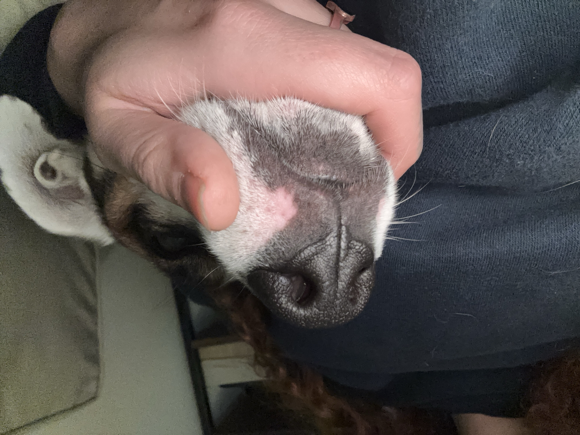 The image shows the head of a dog being held in a person's hand. The dog has a black nose, grey and white fur, and a patch of pink skin on its nose. The person's hand has a ring on one finger. The background includes a dark blue sweater and a light-colored wall. The image was not taken in Buenos Aires, Argentina.
