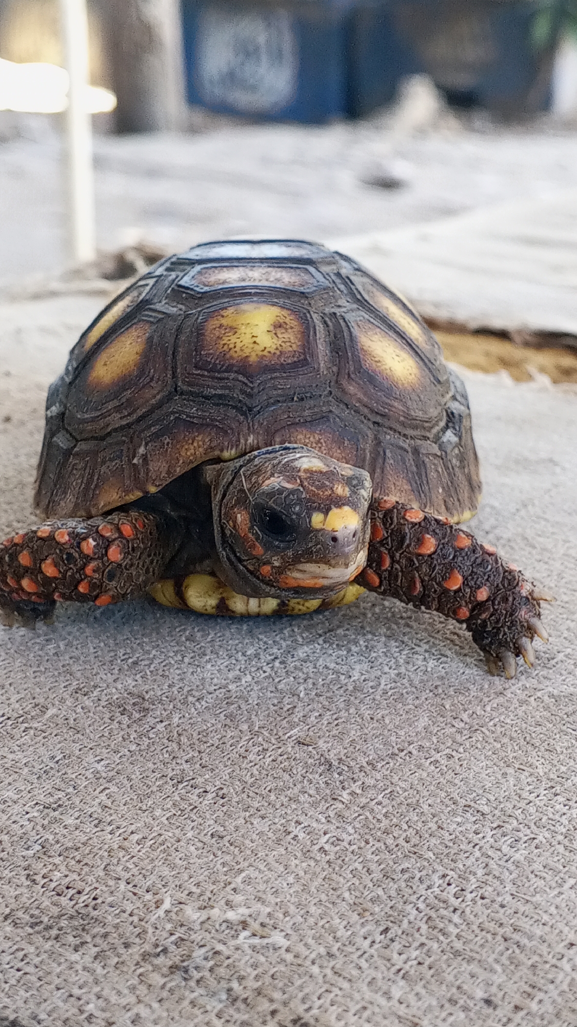 A close-up, eye-level photograph captures a red-footed tortoise positioned centrally, looking directly at the viewer. The tortoise is resting on a light grey, textured surface, possibly concrete or a coarse mat. Its carapace is a mix of dark brown and black scutes, featuring prominent yellow and orange patches across its domed shell.
The tortoise's head is dark, with subtle yellow markings above its snout and a reddish hue around its mouth area. Its eyes are dark and appear alert. Both front legs are visible, displaying rough, dark skin densely covered with numerous small, bright orange-red, rounded scales or tubercles. Light-colored claws are visible at the ends of its feet.
The background is significantly out of focus, rendering any objects indistinct. On the left, there's a blurry light-colored vertical element, while the right side shows softer, darker shapes, possibly hinting at vegetation or containers. The lighting is bright and even, suggesting a daytime setting. No visible text is present in the image.