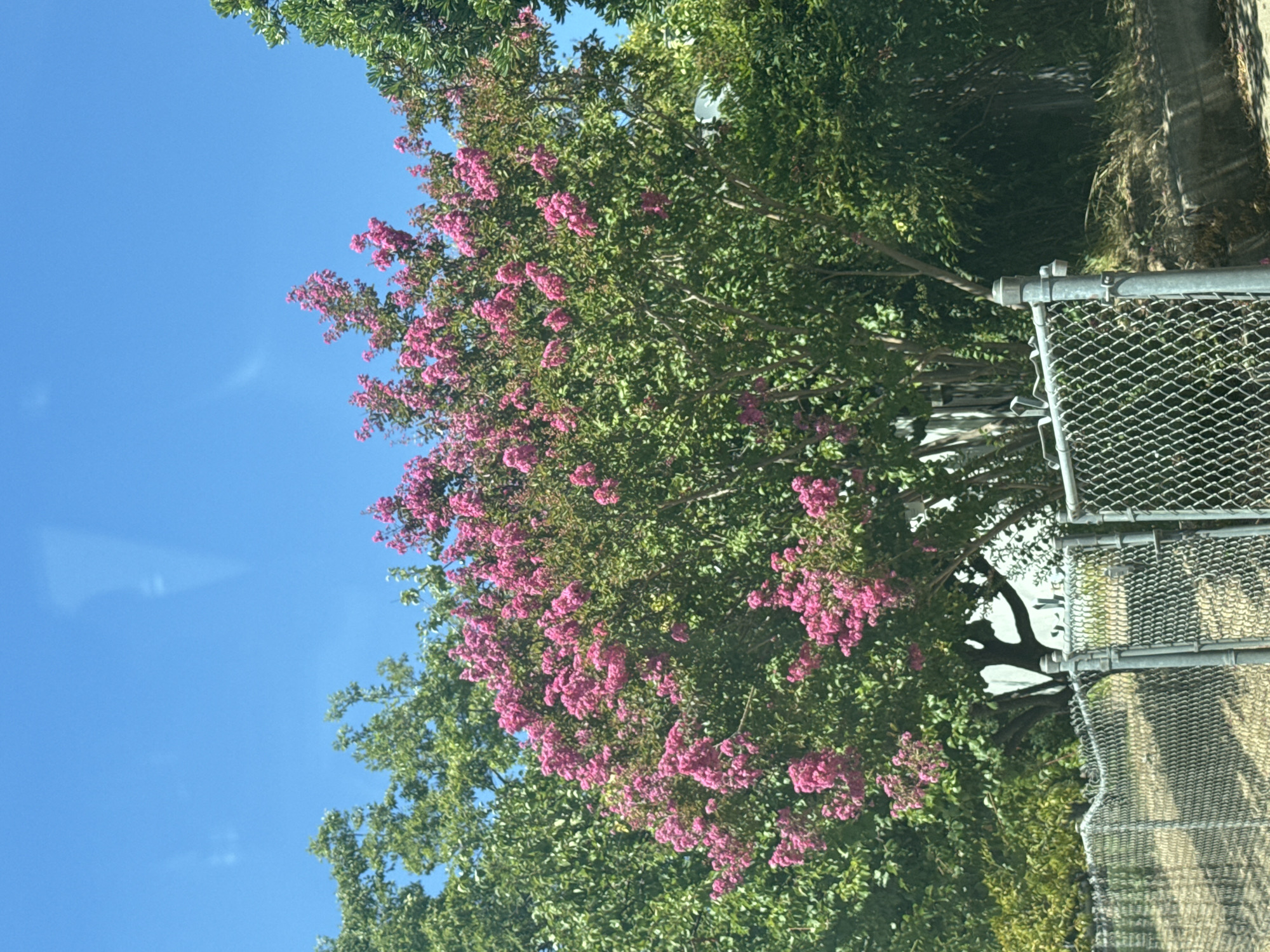 The image shows a vibrant crape myrtle tree in full bloom with bright pink flowers, set against a clear blue sky. The tree is surrounded by lush green foliage from other trees and bushes. In the foreground, a chain-link fence runs horizontally across the lower portion of the image, with a metal post and latch visible. The scene appears to be an outdoor setting, likely a residential or public area, in Citrus Heights, California.