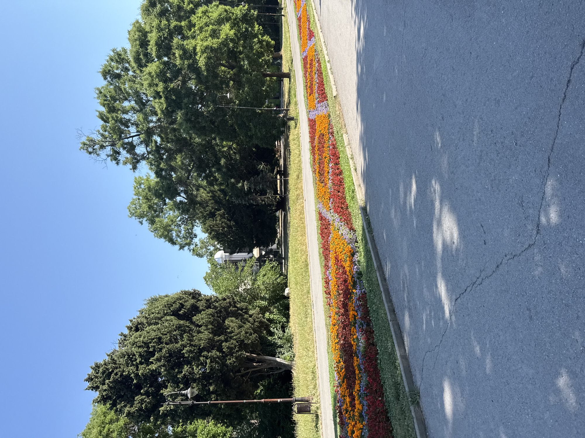 The image depicts a vibrant flowerbed lining a paved pathway next to a road. The flowerbed is a riot of color, with rows of red, orange, and purple flowers stretching into the distance. Beyond the flowerbed, a well-maintained grassy area is dotted with mature trees, some with broad, leafy canopies and others with more conical shapes. In the background, a glimpse of a white, monument-like structure can be seen, partially obscured by trees. The sky is a clear, bright blue, suggesting a sunny day. The road, which takes up a significant portion of the right side of the frame, shows signs of wear with a visible crack. Shadows of leaves are dappled across the asphalt, indicating the presence of overhead trees. A lamppost is visible in the left side of the image, adding to the park-like atmosphere. The overall scene conveys a sense of calm and natural beauty, likely captured during daylight hours. There is no visible text in the image.