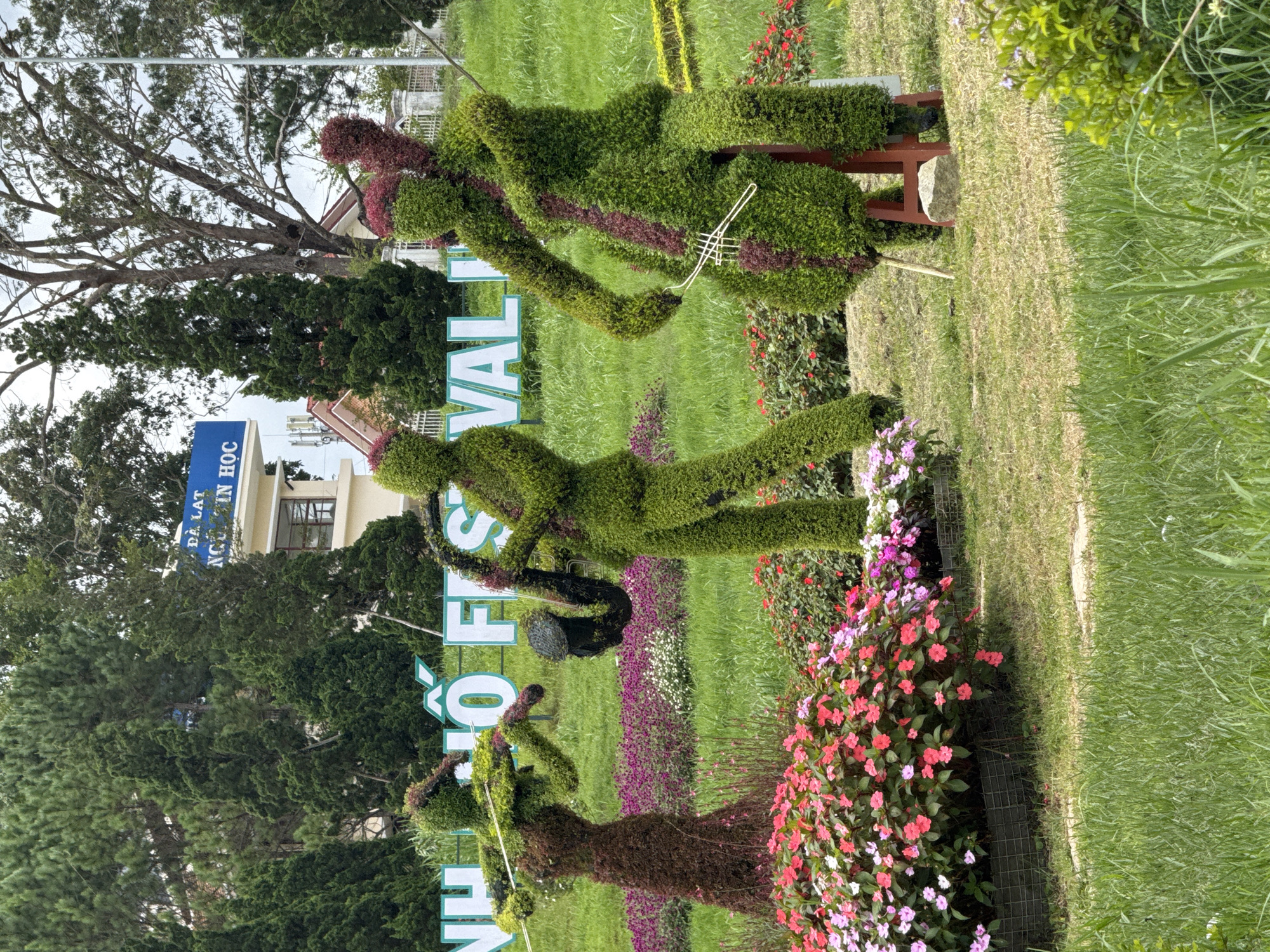 The image depicts an outdoor scene in Da Lat, Vietnam, featuring three topiary figures arranged as a band. The figures are crafted from greenery, with one figure on the left appearing to play a violin, another in the center playing a saxophone, and a third figure on the right seated and playing a cello. The topiary figures are positioned in a grassy area with flower beds containing pink and white flowers in the foreground. Behind the figures, a white sign with blue lettering is visible, which reads "DALA NGÔN HỌC FESTIVAL". The background includes trees, a building, and a fence.