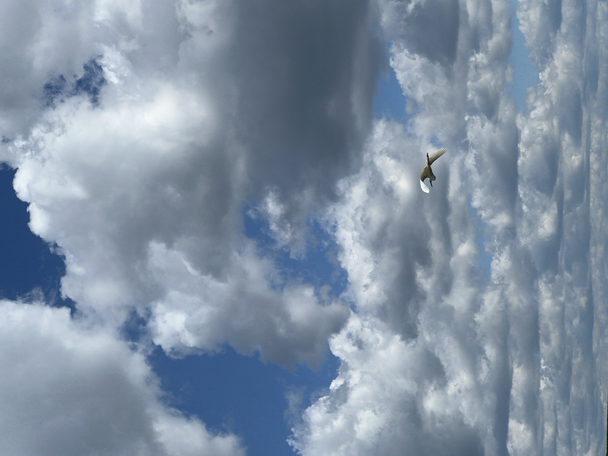 The image shows a white bird flying against a backdrop of cloudy sky with patches of blue. The clouds are predominantly white and gray, with varying textures. The scene is not clearly identifiable as Kopychyntsi, Ukraine, based solely on the sky and bird. There are no identifiable people or other specific objects. The action is a bird in flight.