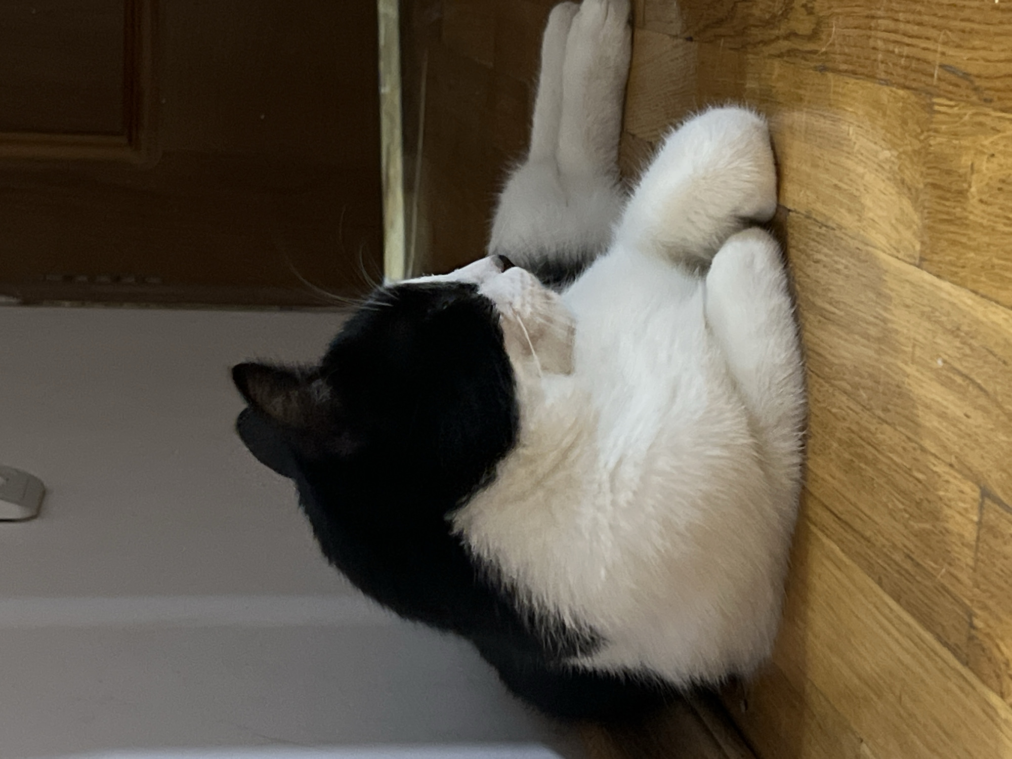 A black and white cat is lying on a wooden floor, leaning against a light-colored wall. The cat is facing to the right, with its paws tucked underneath its body. Its fur is fluffy and appears to be soft. The background shows a dark brown door and a hint of a white wall with a light fixture. The lighting is dim, suggesting it might be indoors during the evening or in a dimly lit room. There is no indication of any specific location within Smolenskaya, Russia, as the image contains only common household elements.