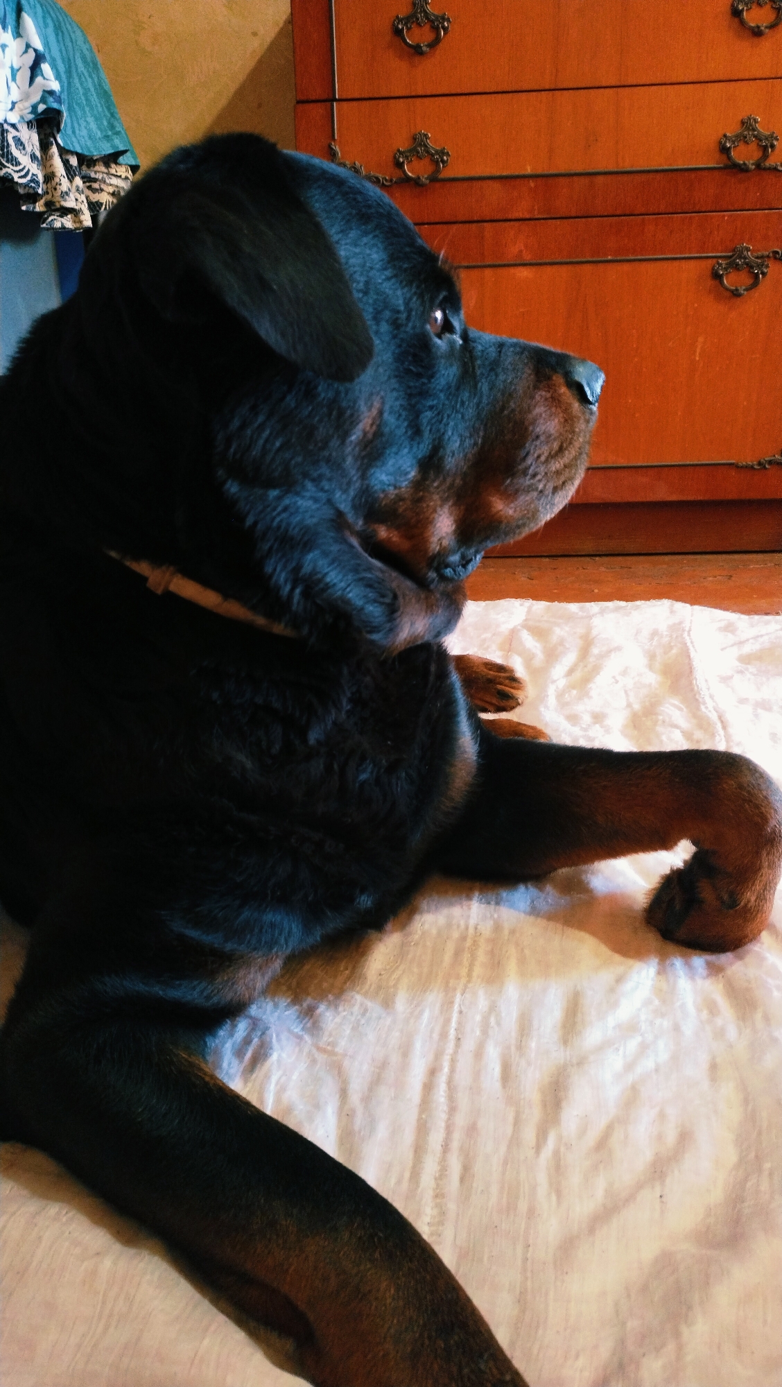 In Horishni Plavni, Ukraine, a Rottweiler lies on a white sheet. The dog is mostly black with brown markings on its legs and face. It is facing to the right and appears relaxed. In the background, a wooden dresser with ornate handles is visible. To the left of the dresser, a blue garment with a floral pattern is hanging. The lighting is dim, suggesting it may be indoors or late in the day.