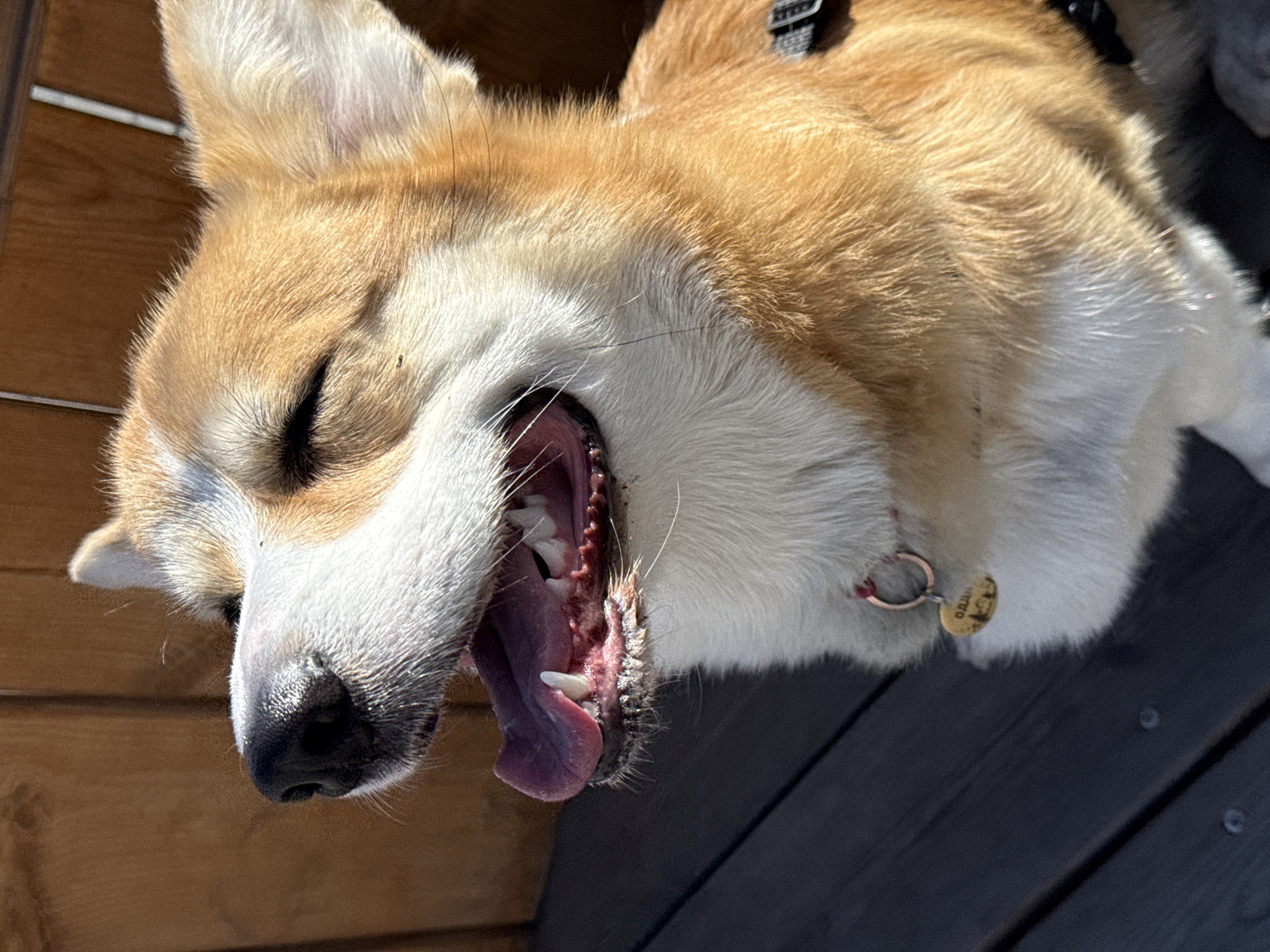 An outdoor, close-up shot captured in Borzya, Russia, features a Corgi-like dog mid-yawn. The dog, with a mix of tan/orange and white fur, is positioned on its side with its eyes closed and mouth wide open, revealing its pink tongue, gums, and teeth. A black harness is visible on its back, and a silver D-ring on its neck holds a small, round, gold-colored dog tag with the word "ORION" clearly inscribed on it. The background consists of light brown wooden planks, possibly a wall or fence, and darker, likely gray or black, wooden planks that appear to be a deck or ground surface. The scene is illuminated by bright, natural sunlight, indicating a clear, sunny daytime. The dog appears relaxed and content, seemingly stretching or waking up.