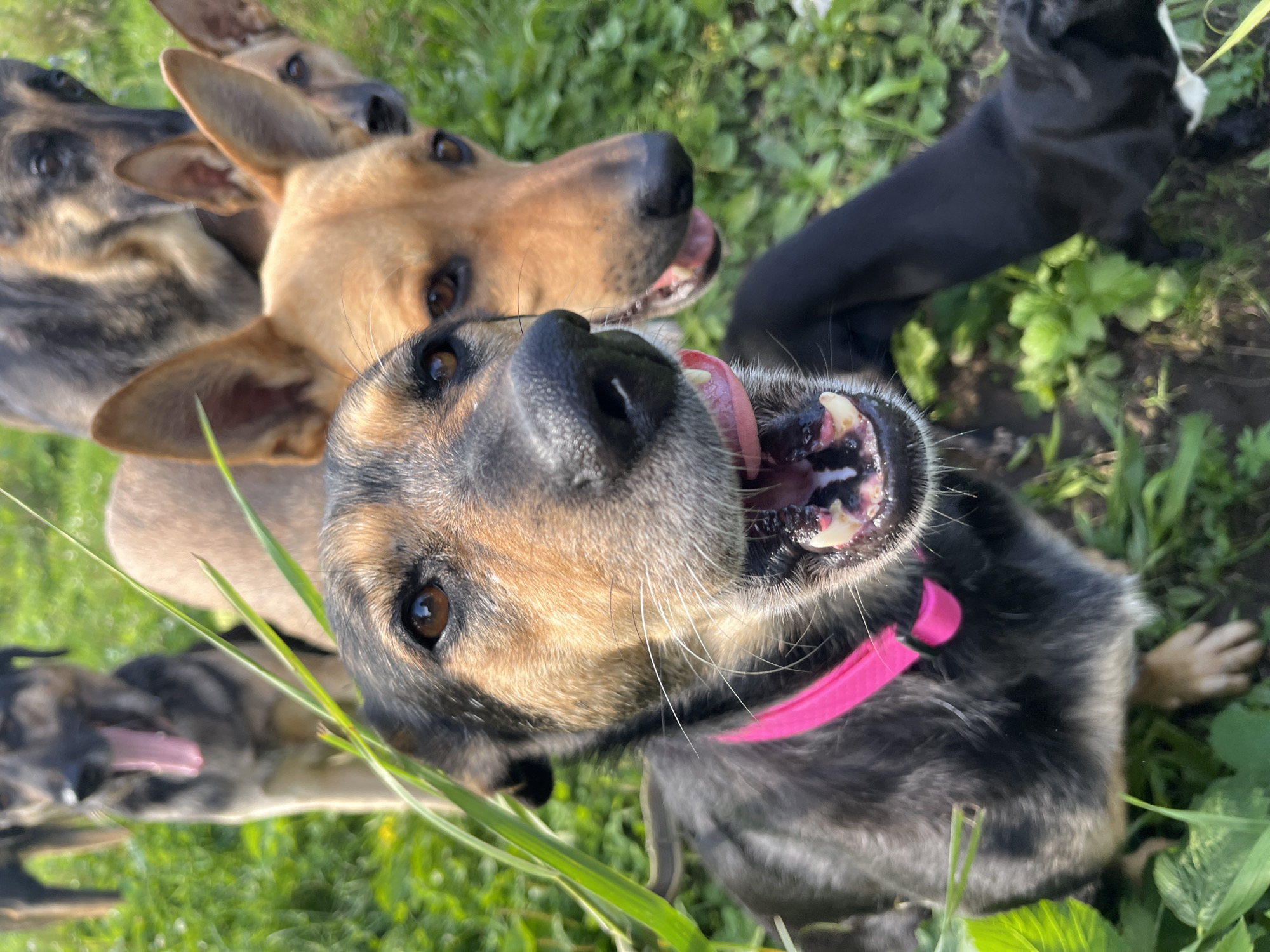 The image shows a group of dogs in a grassy outdoor setting, possibly a park or yard. The primary subject is a black and tan dog in the foreground, wearing a bright pink collar. Its mouth is open, showing its tongue and teeth. Behind it, to the right, is a tan dog with its mouth also open. Further in the background, other dogs are visible, with one in the upper left appearing to yawn. The ground is covered in green grass and some plants. There are no people or any visible landmarks that would indicate a specific location within Nizhny Tagil, Russia. The scene appears to be a candid shot of dogs interacting outdoors.