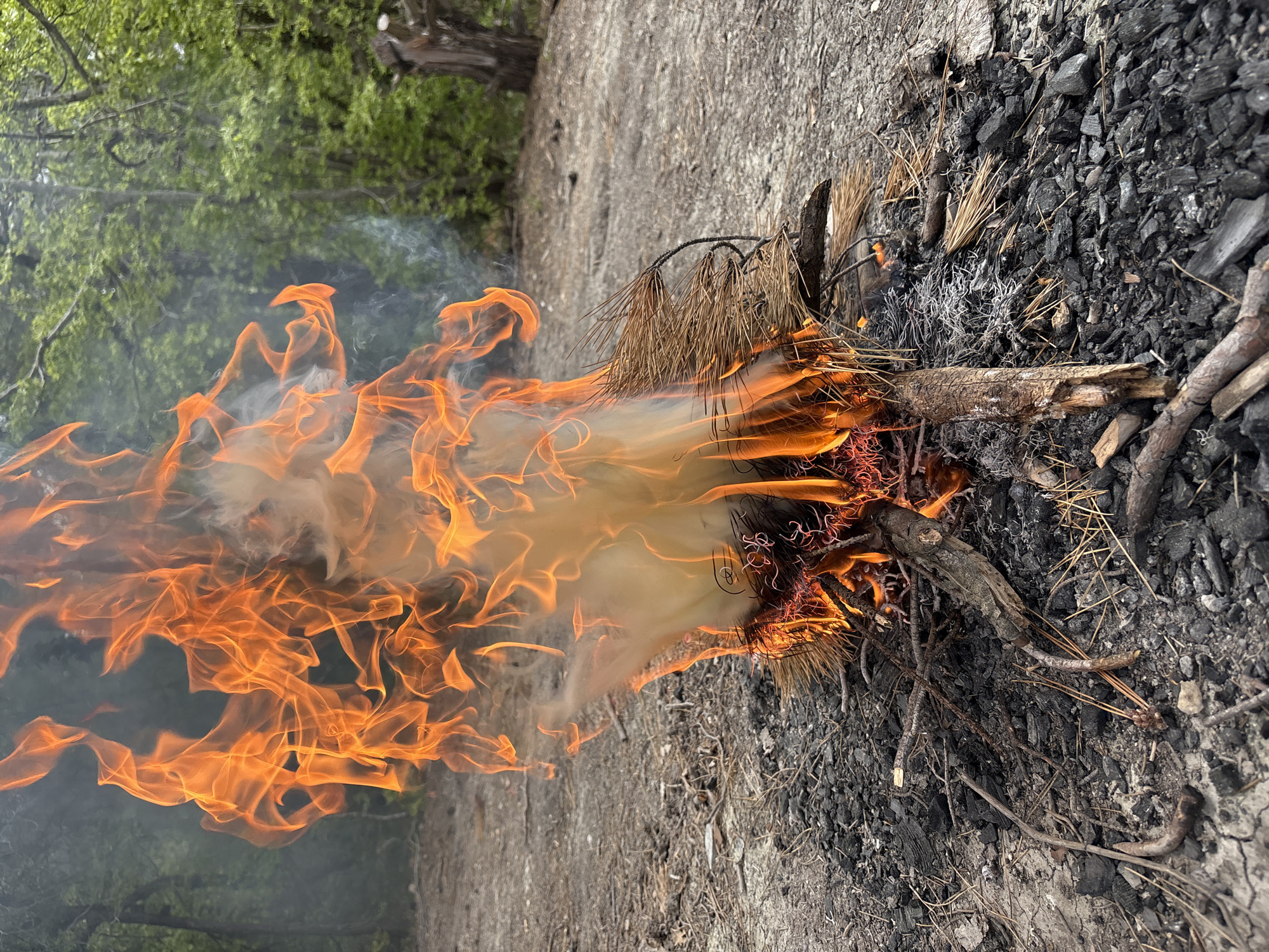 An outdoor fire is actively burning, with vibrant orange and yellow flames rising intensely from a pile of dry organic material. The fuel for the fire primarily consists of dried pine needles and small, broken branches, which are visibly consumed by the heat. Light grey smoke emanates from the fire, swirling amidst the flames and ascending into the air.
The ground immediately surrounding the blaze is covered in dark ash and charcoal fragments, indicating either the residue of previous fires or the current extent of the burn area. Unburnt pine needles, small twigs, and bare earth are also present on the ground.
In the background, out of focus, are lush green trees with dense foliage, suggesting a natural, possibly forested, environment. A large tree trunk with rough, textured bark is visible further back. The scene takes place during the daytime. There are no individuals or discernible text in the image. The location is Gelendzhik, Russia.