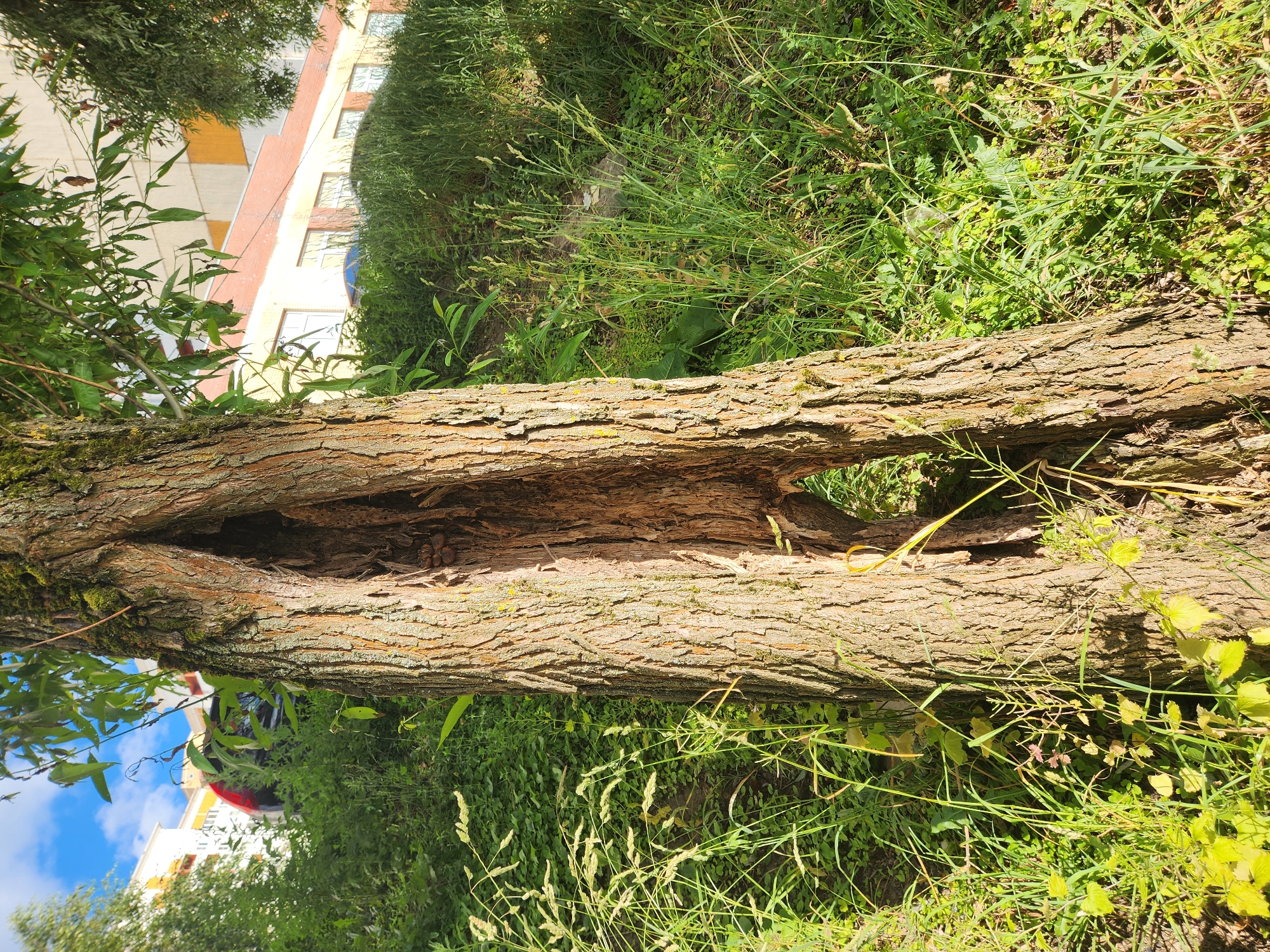 The image shows a large, fallen tree trunk with a hollowed-out section in the center, lying horizontally amidst dense green foliage and tall grass. The bark of the tree is rough and textured, with some patches of moss. Behind the tree, a multi-story building with light-colored walls and orange-red brick accents is visible. The building has several windows and appears to be residential or office space. A blue sky with some white clouds can be seen in the upper left portion of the image. The scene is set outdoors, likely in a park or natural area adjacent to a built-up urban environment. The lighting suggests it is daytime, with sunlight casting shadows. The overall impression is one of nature reclaiming a space or coexisting with human structures. No people are visible in the image. There is no visible text. The location is identified as Vniissok, Russia.