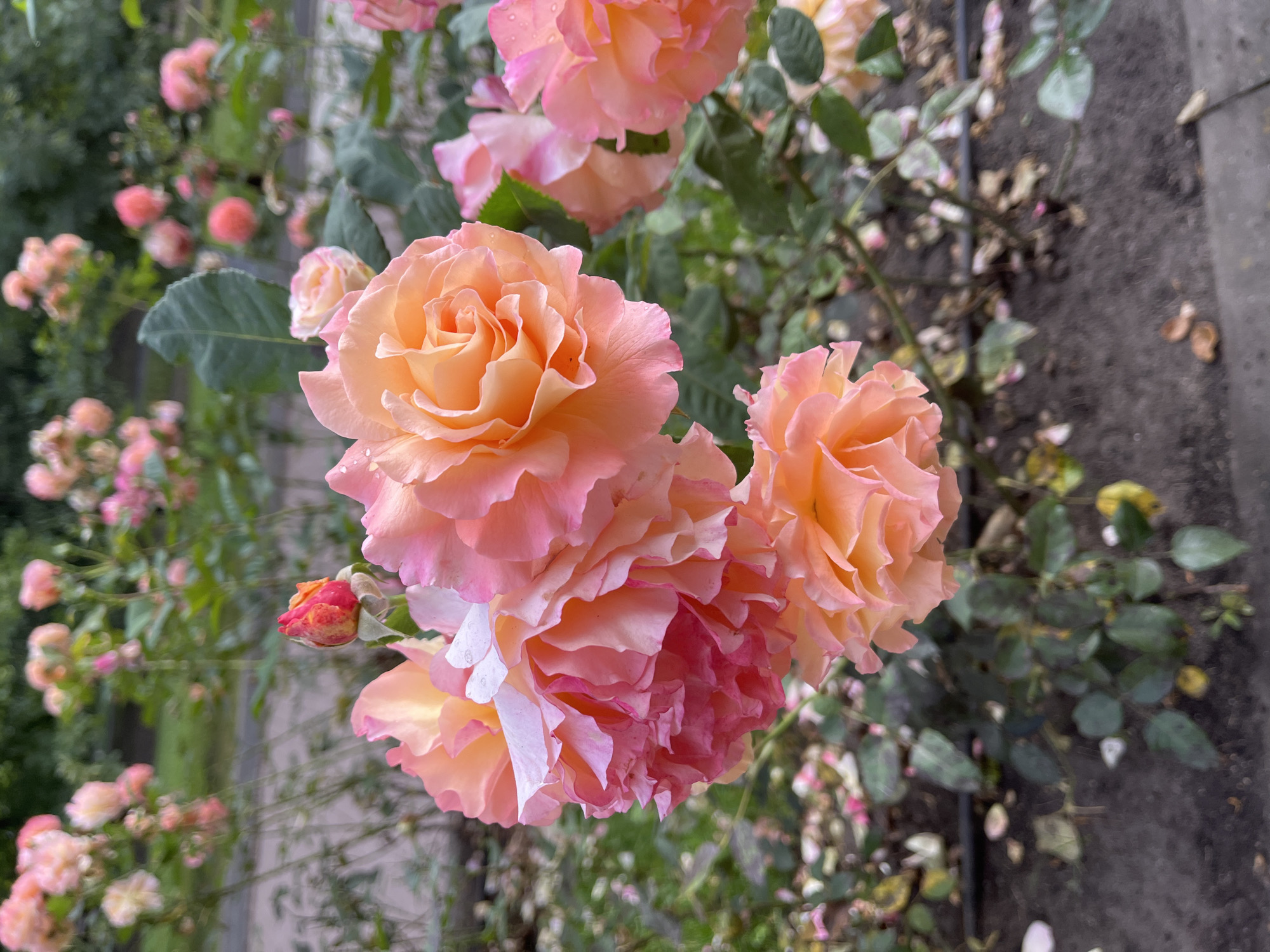 In Александровка, Russia, a close-up shot focuses on a cluster of peach and pink roses in bloom. The foreground is dominated by these vibrant flowers, with delicate water droplets visible on some petals. Behind them, a blurred background reveals more roses and greenery, suggesting a garden or park setting. The ground beneath the roses is covered in soil and fallen petals.