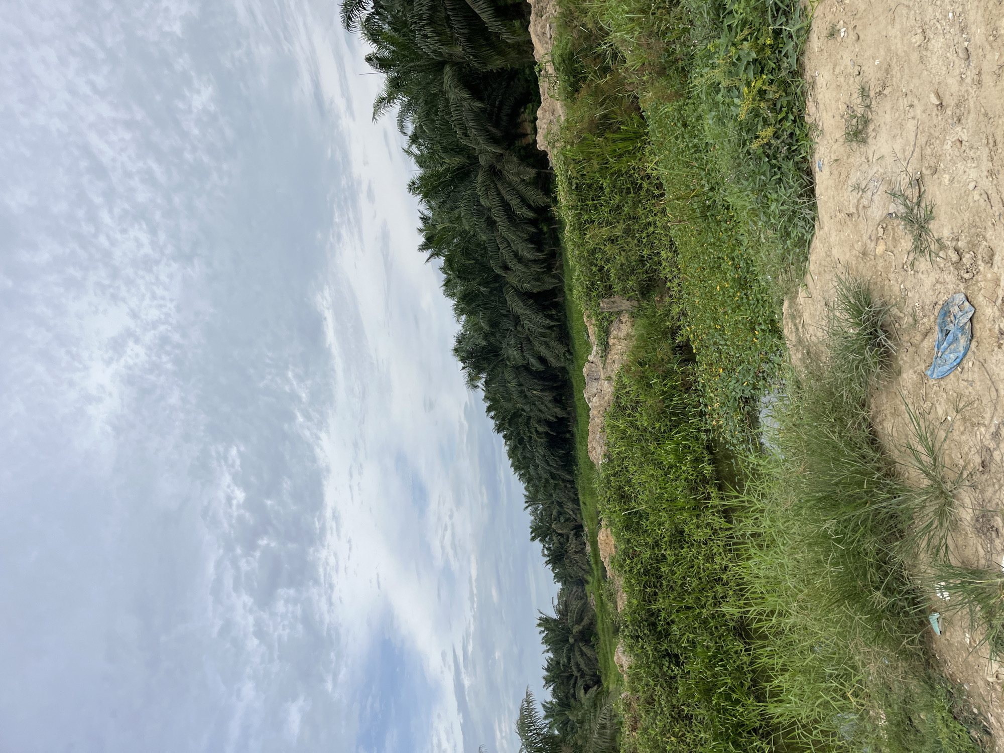 This is a vertical, full-shot photograph taken on an overcast day in Bundar, Indonesia, showing a landscape dominated by palm trees and lush vegetation. In the foreground, a dirt path is visible with sparse grass and a crumpled blue plastic bag. Beyond the path, a shallow, slow-moving stream is surrounded by dense green vegetation, including tall grasses and smaller plants with yellow flowers. A line of mature palm trees stretches across the middle ground, forming a dense wall of foliage that extends into the background. The sky above is filled with a layer of textured, grey and white clouds. The scene appears to be a rural area, possibly an agricultural plantation or the edge of one.