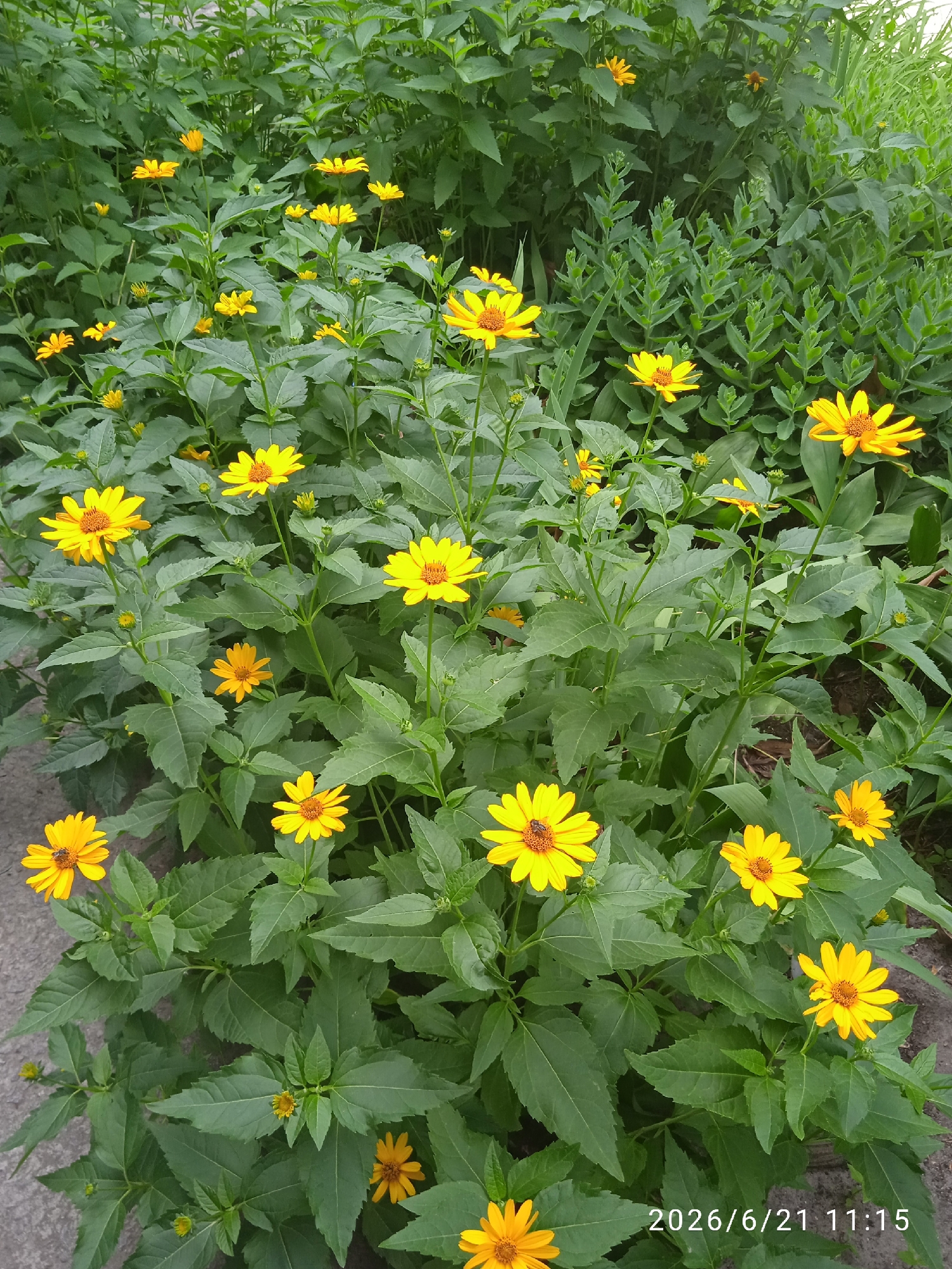 In Vlasivka, Ukraine, a dense cluster of yellow Heliopsis flowers, commonly known as false sunflowers, is captured in a medium-shot. The flowers, with their bright yellow petals and dark brown centers, are in full bloom, interspersed with lush green foliage. The ground beneath the flowers consists of a mix of grey gravel and dark soil, suggesting an outdoor garden or park setting. A timestamp in the lower right corner reads "2026/6/21 11:15," indicating the date and time the photograph was taken.